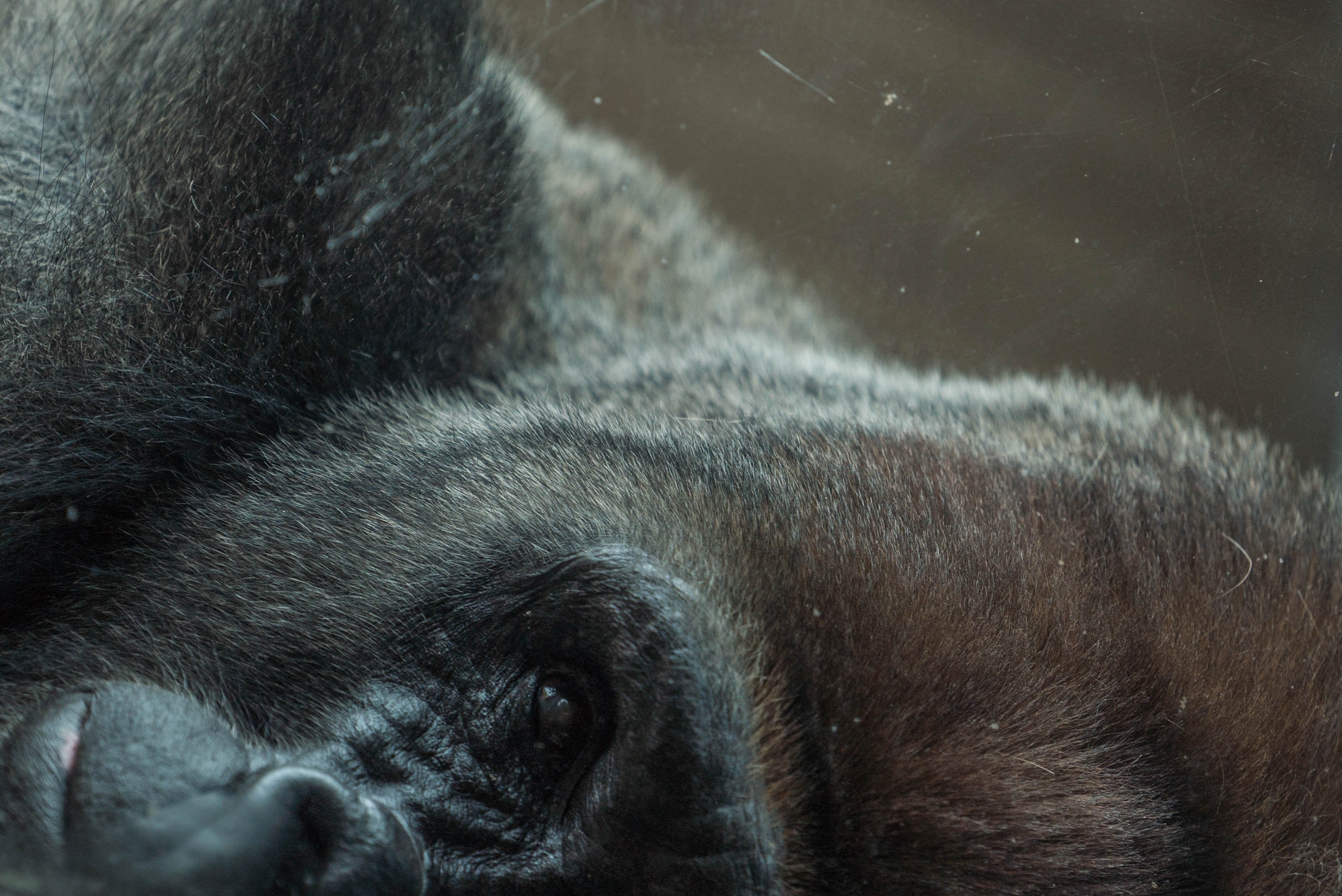 a scratched photograph of a black gorillas face turned sideways with its eye nose and mouth in view, black gorilla sideways 4k, HD Wallpaper