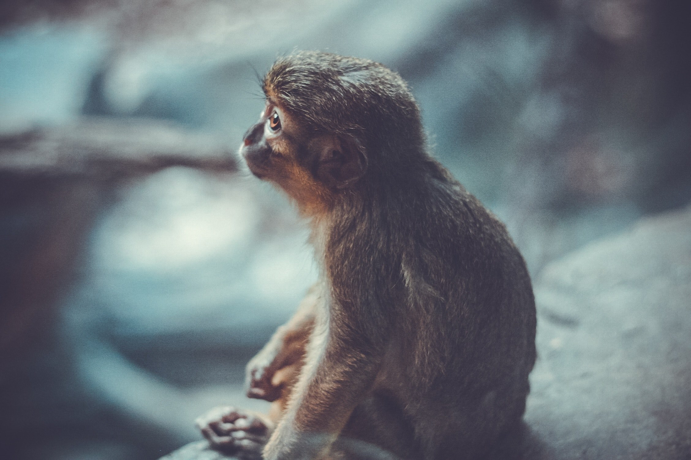 a monkey looking up while sitting on a stone, a monkey looking up 4k, HD Wallpaper