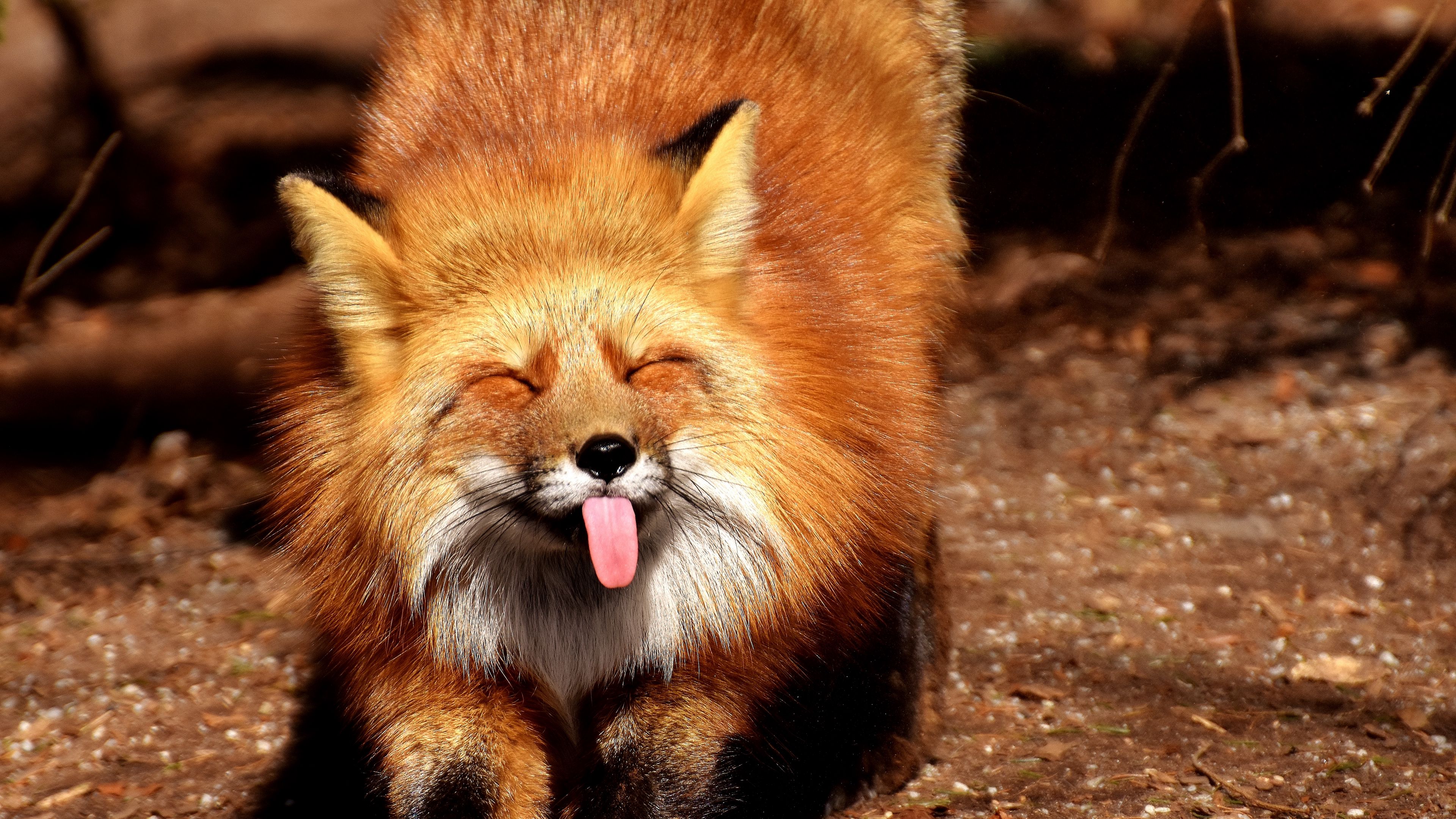 fox, funny, protruding tongue, 4k, HD Wallpaper