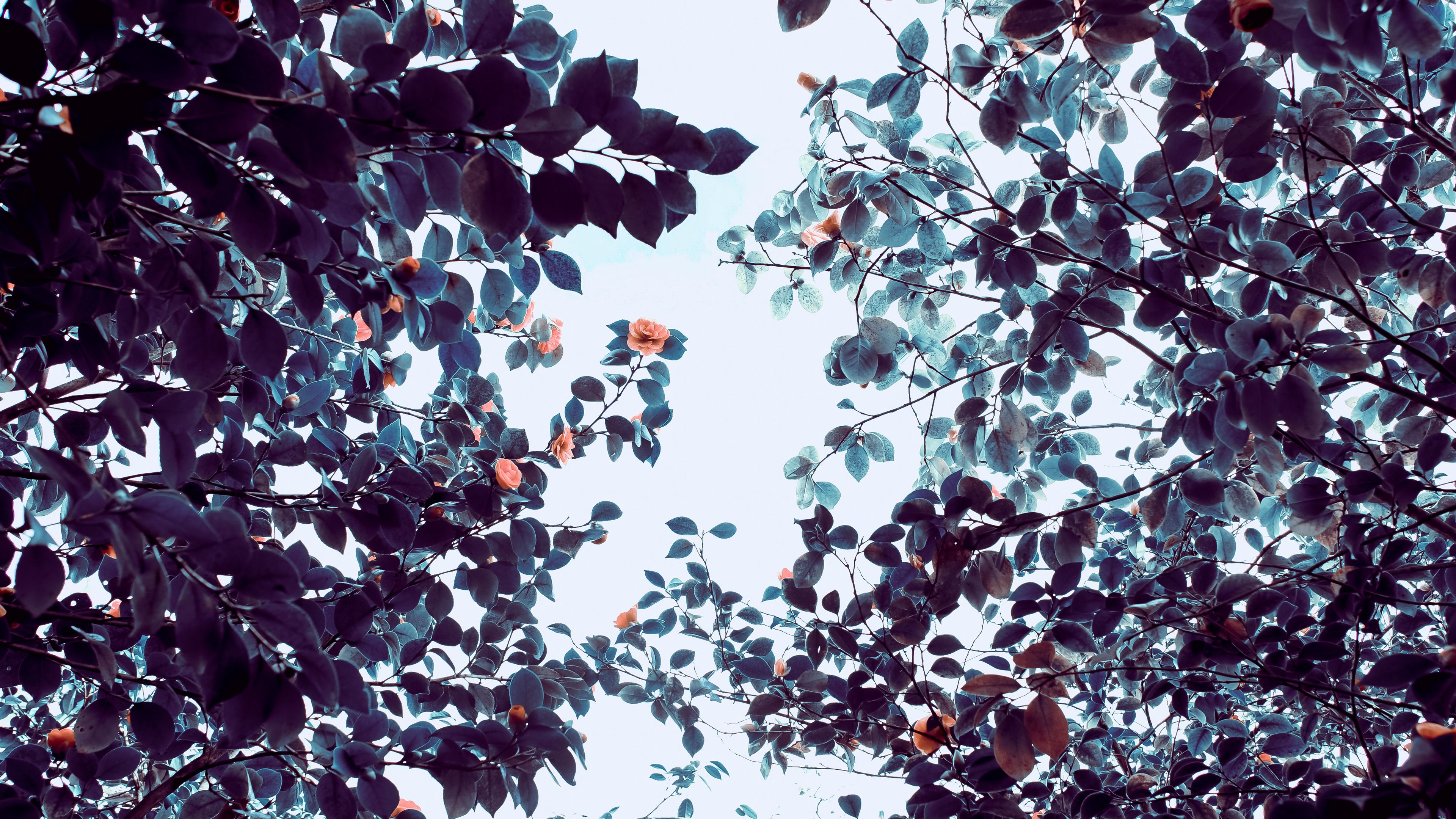 roses, flowers, trees, branches, 4k, HD Wallpaper