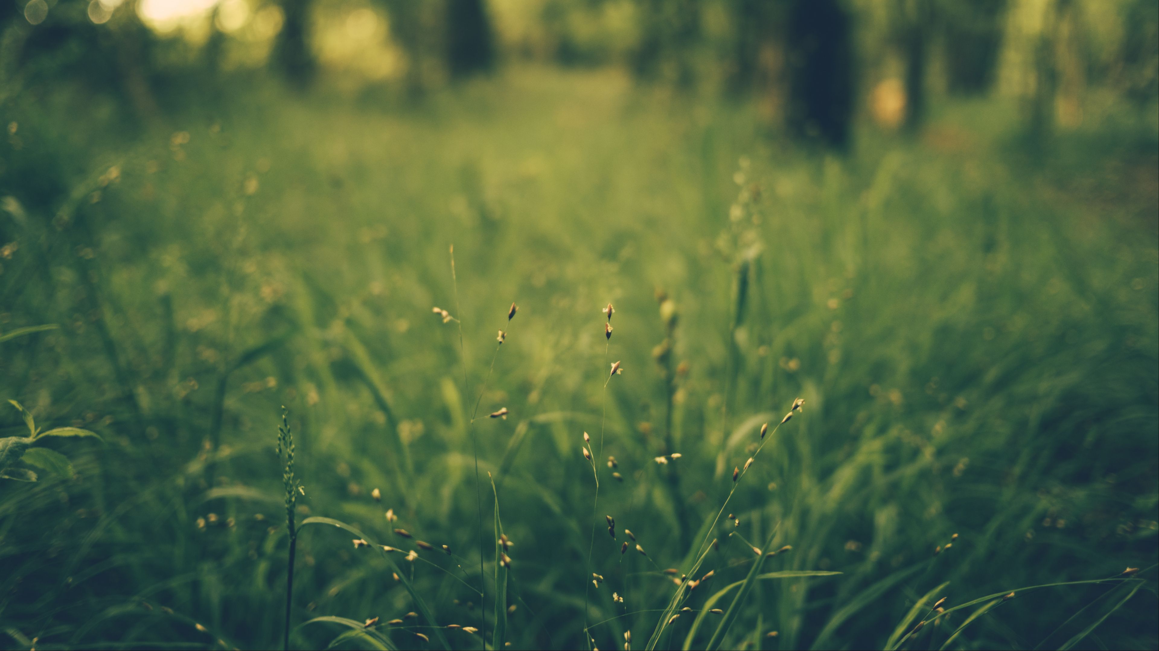 grass, blur, field, 4k, HD Wallpaper