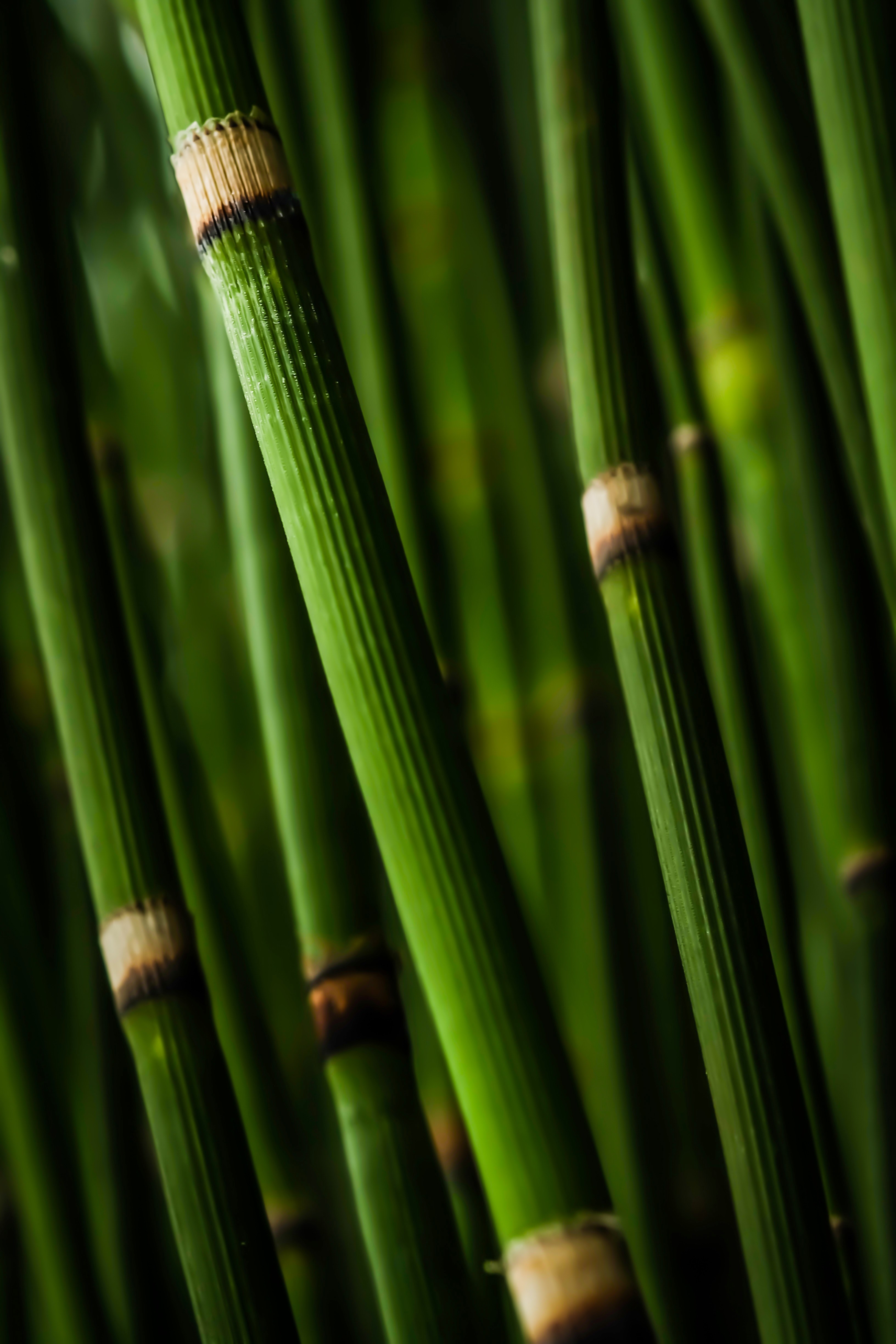 a close up of shiny green bamboo stems, thick bamboo stems 4k, Phone HD Wallpaper