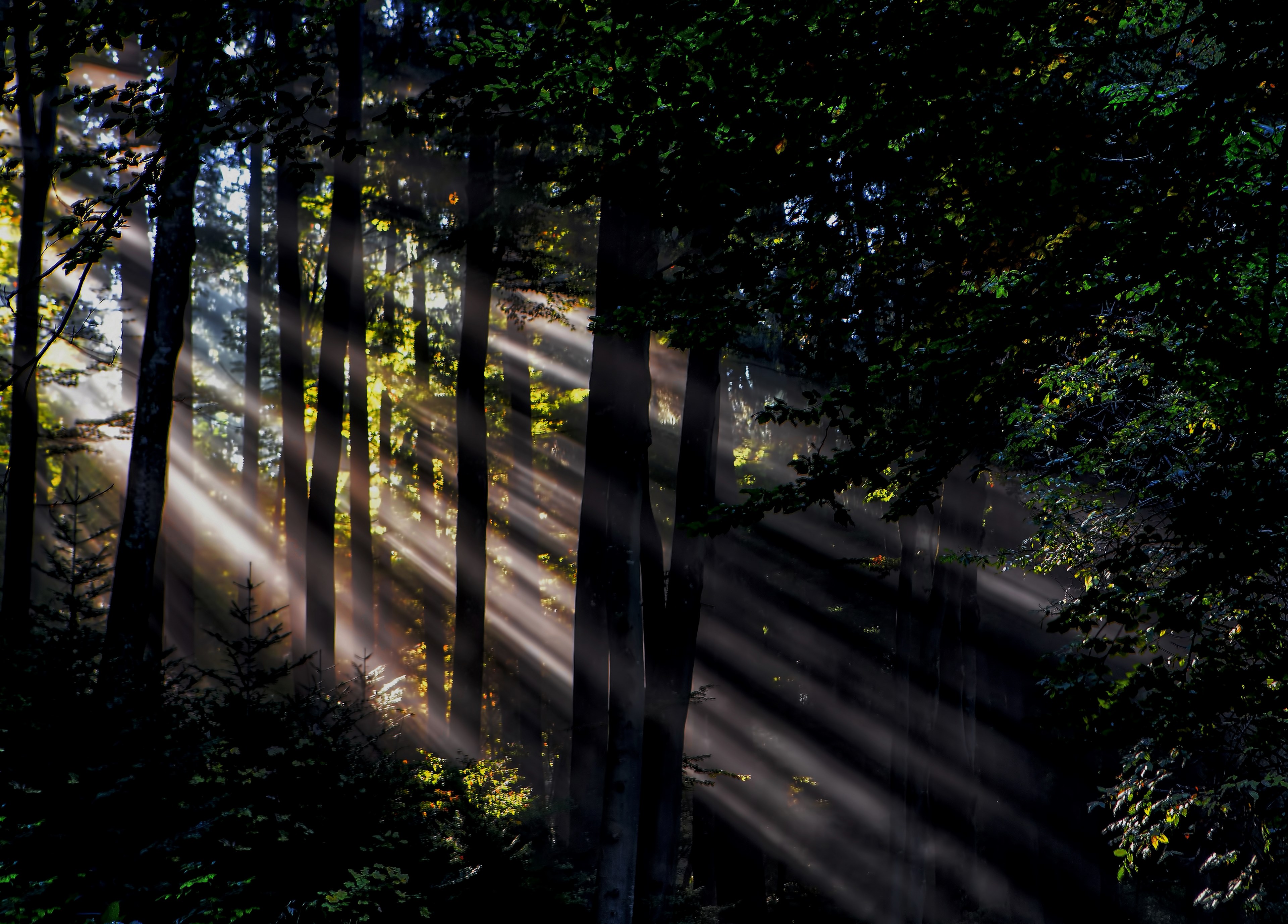 sunbeams breaking through the leafy branches in a forest, magic light 4k, HD Wallpaper