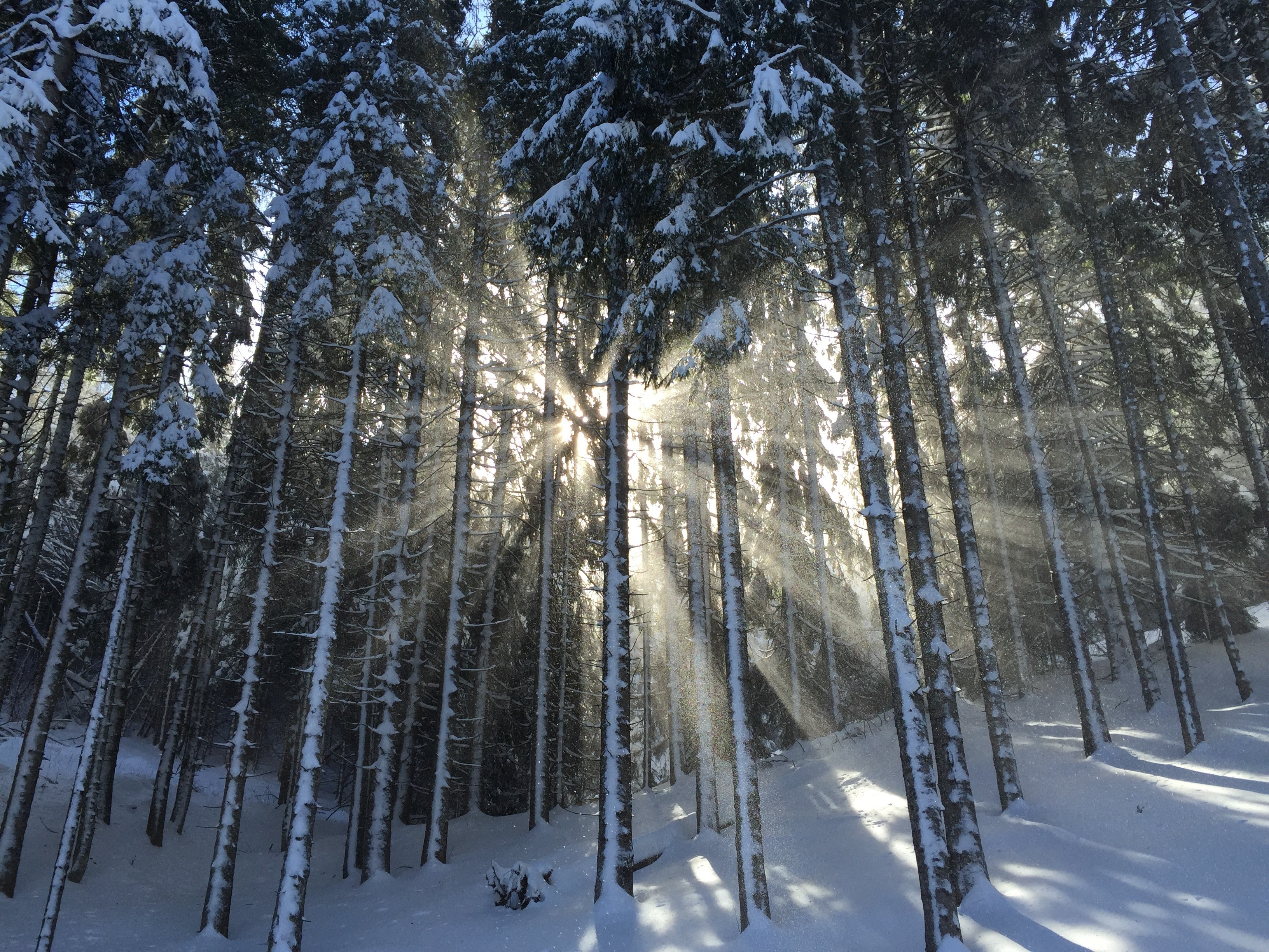 sun coming through snow capped trees and a snow covered ground, sunshine and snowy trees 4k, HD Wallpaper