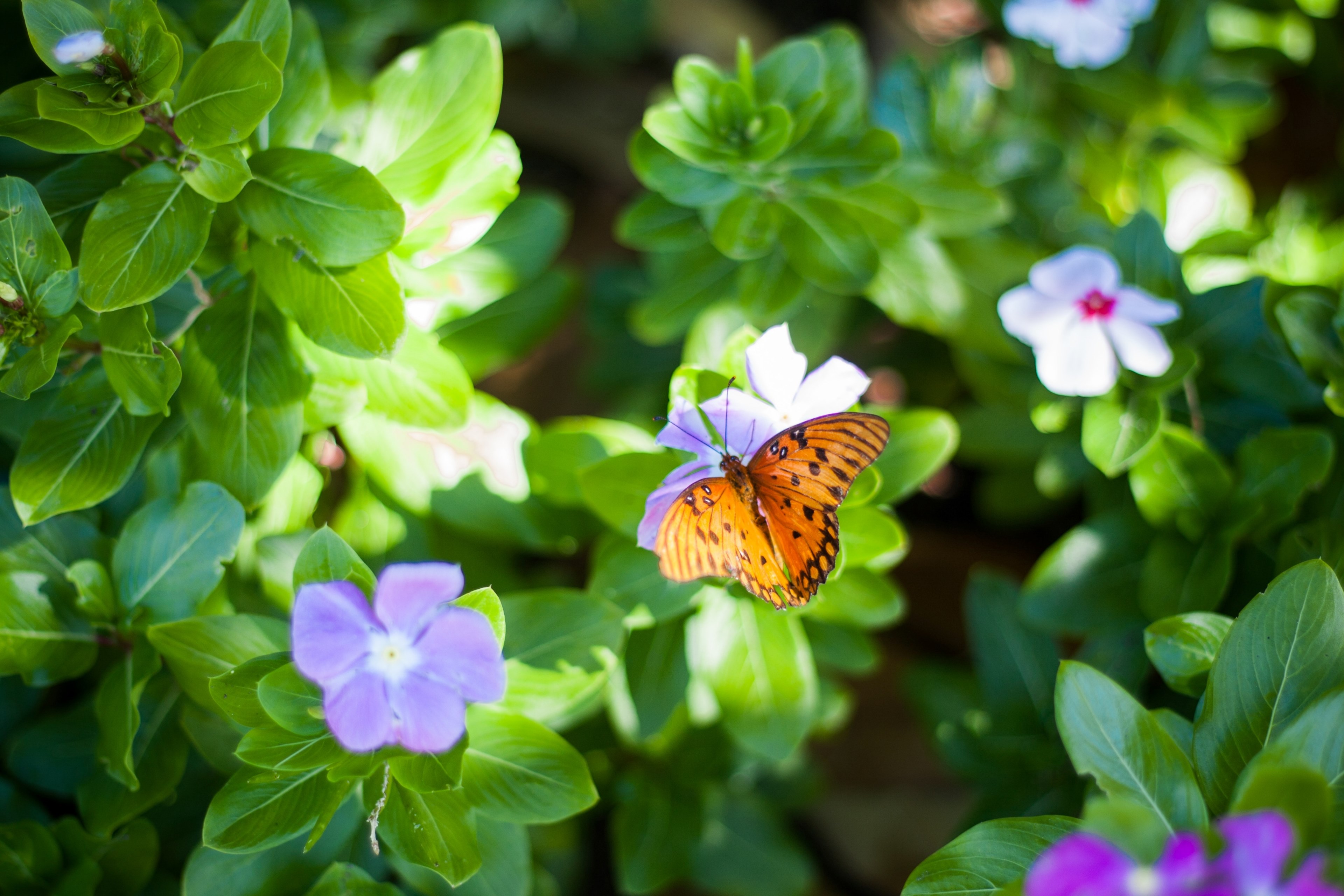 a top view of an orange butterfly sitting on violet flowers, butterfly on violet flowers 4k, HD Wallpaper