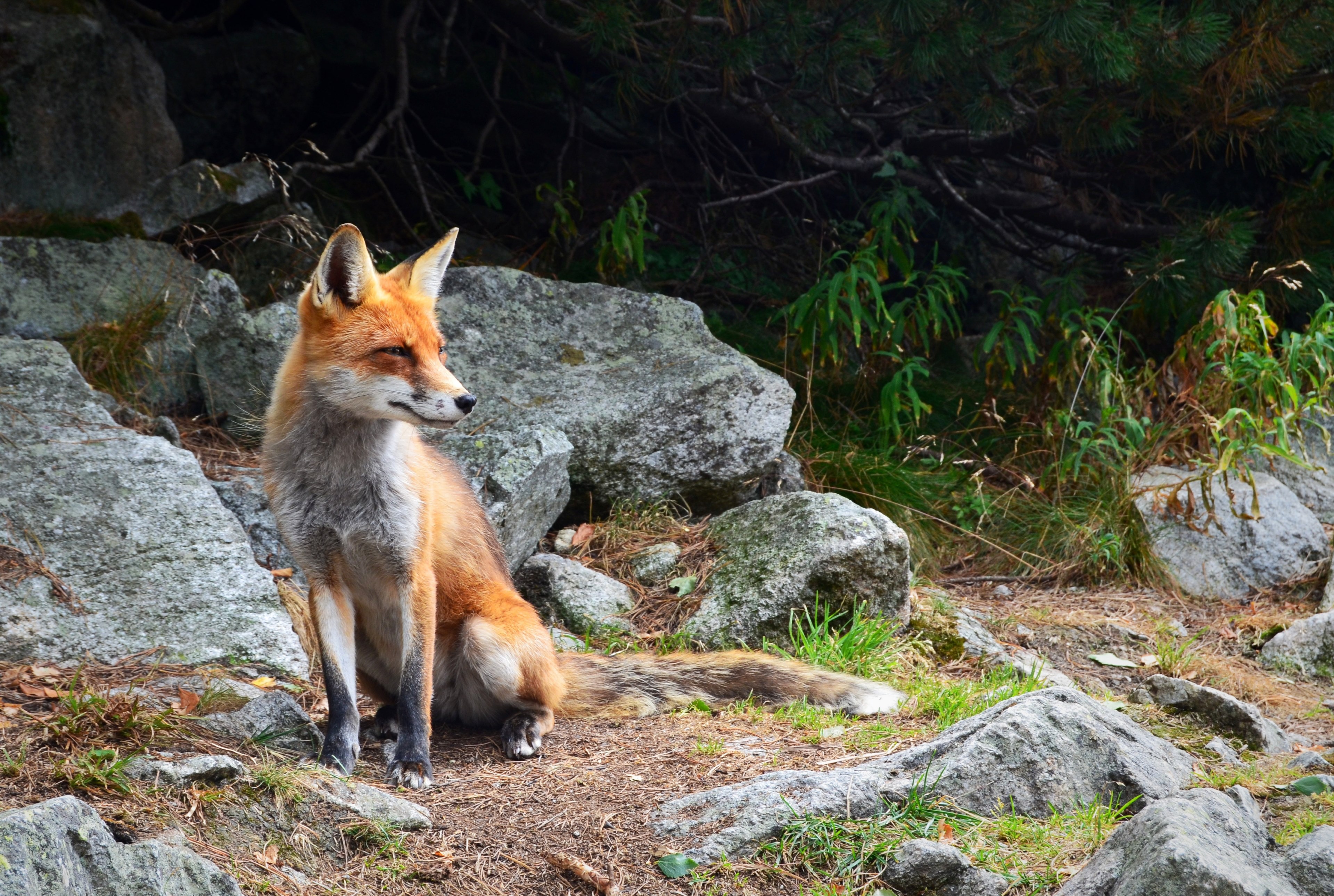 a fox squinting its eyes near weathered rocks in a forest, graceful fox in a rocky forest 4k, HD Wallpaper