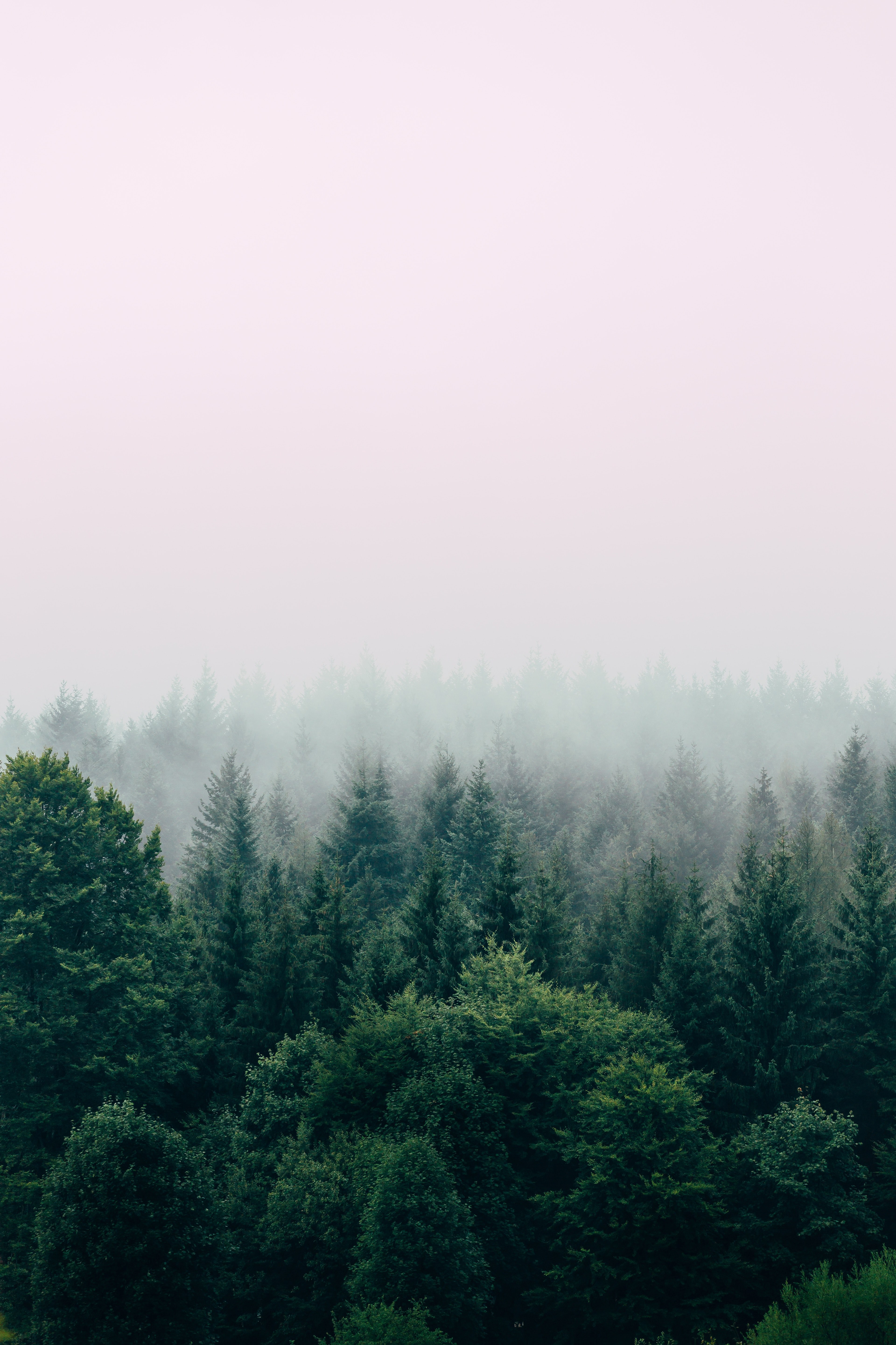 tree tops in a fog covered forest, _fade 4k, Phone HD Wallpaper