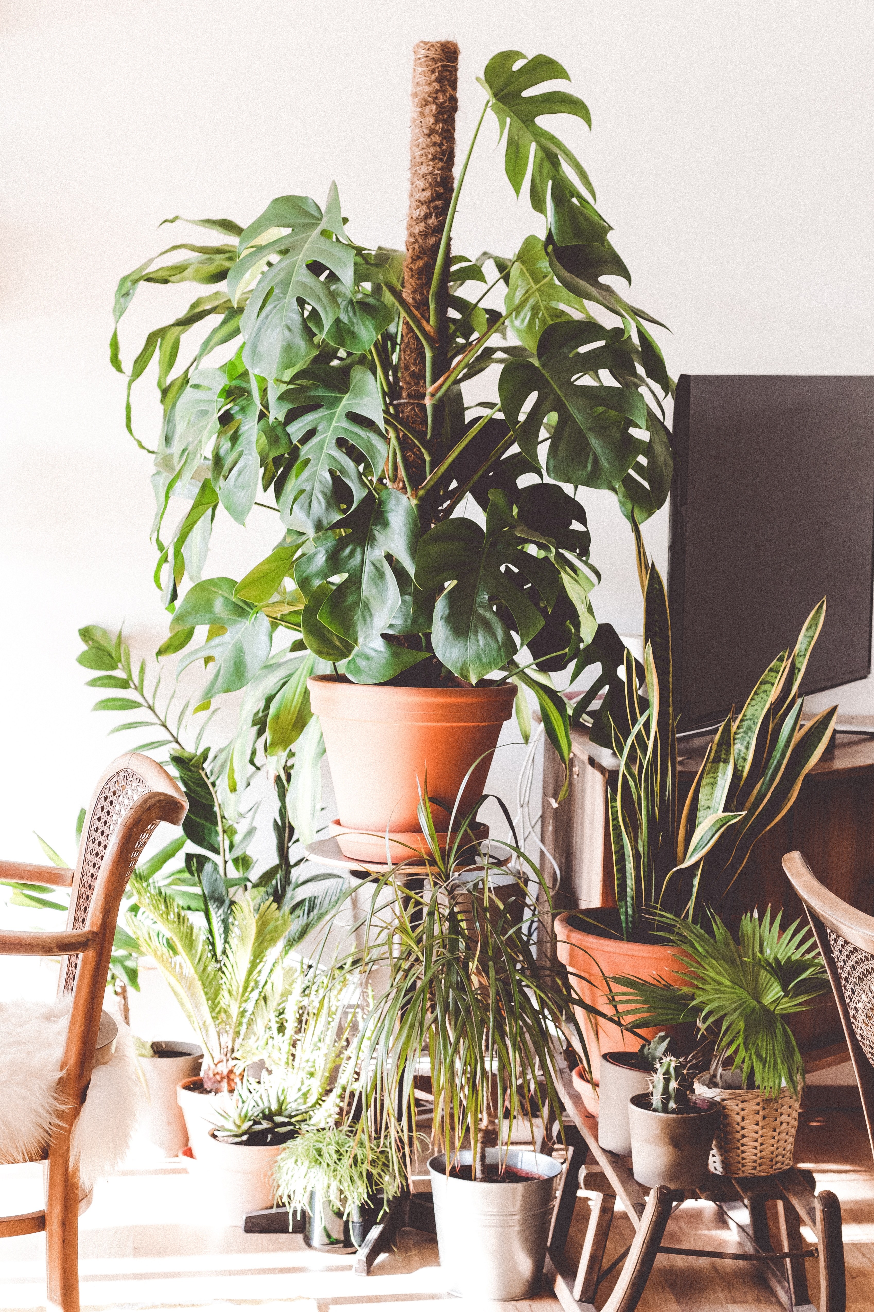 flowerpots with various green plants next in a living room, green living room corner 4k, Phone HD Wallpaper