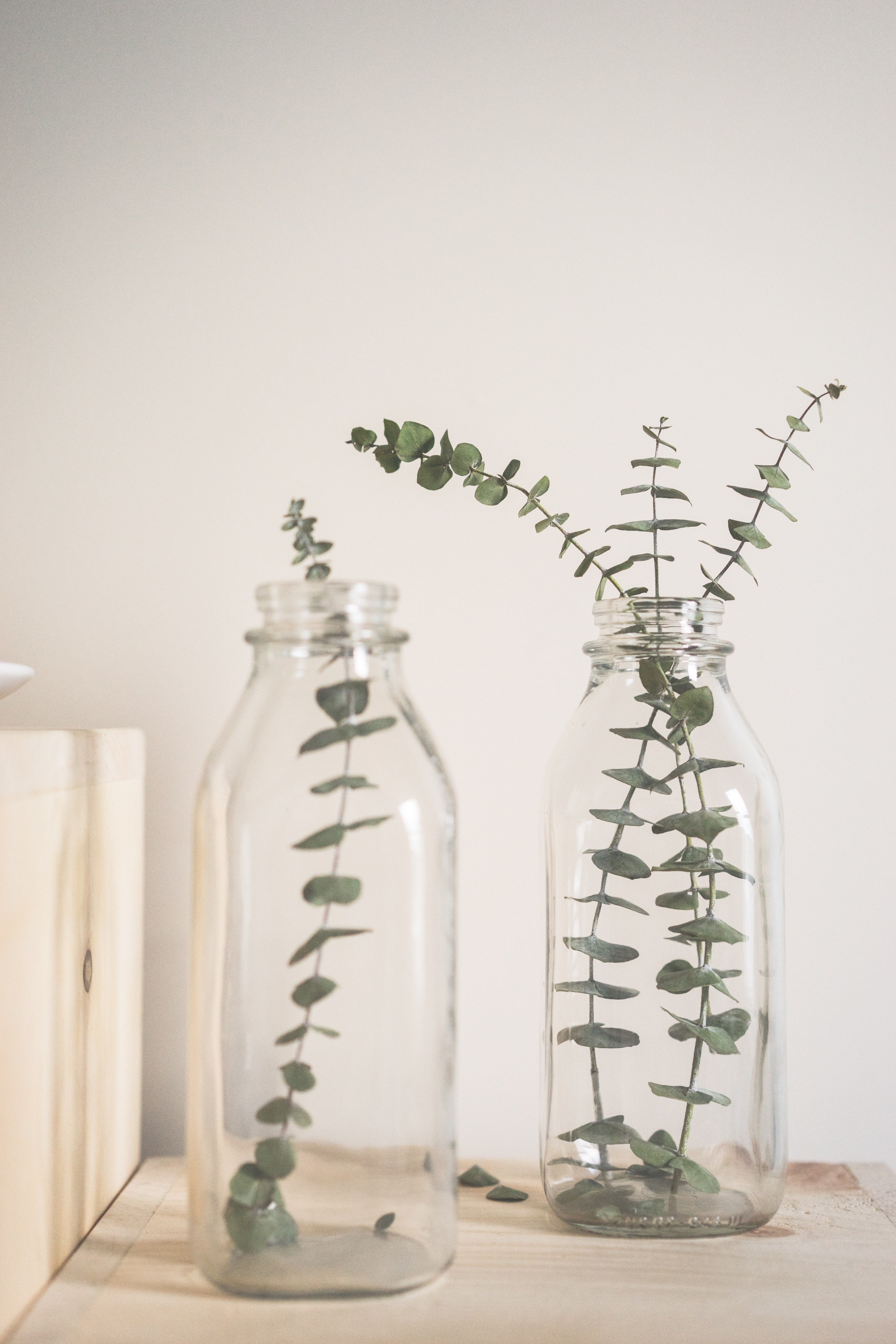 bottle plant glass and jar hd, 4k, Phone HD Wallpaper