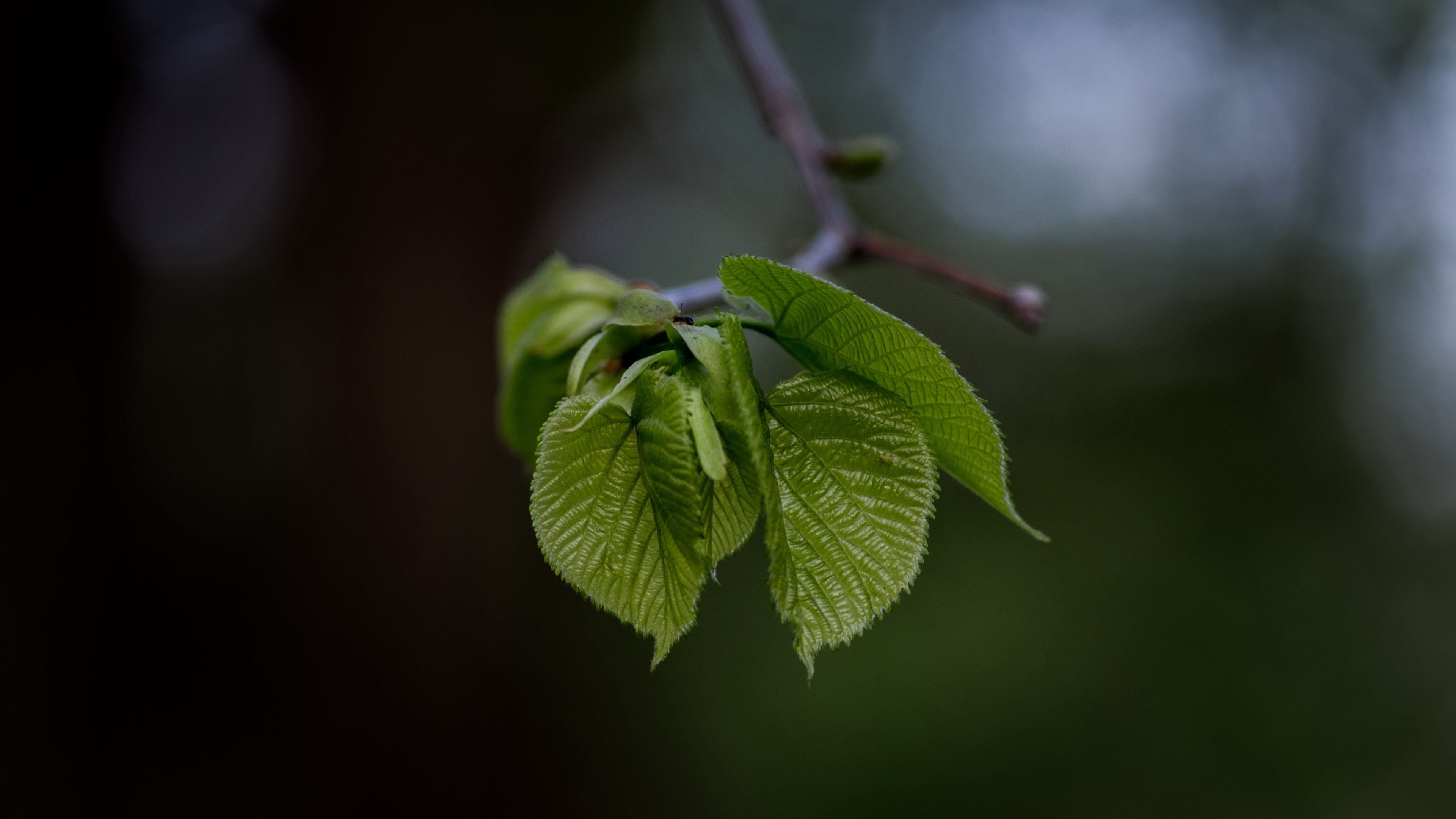 leaves, twig, blur, 4k, HD Wallpaper