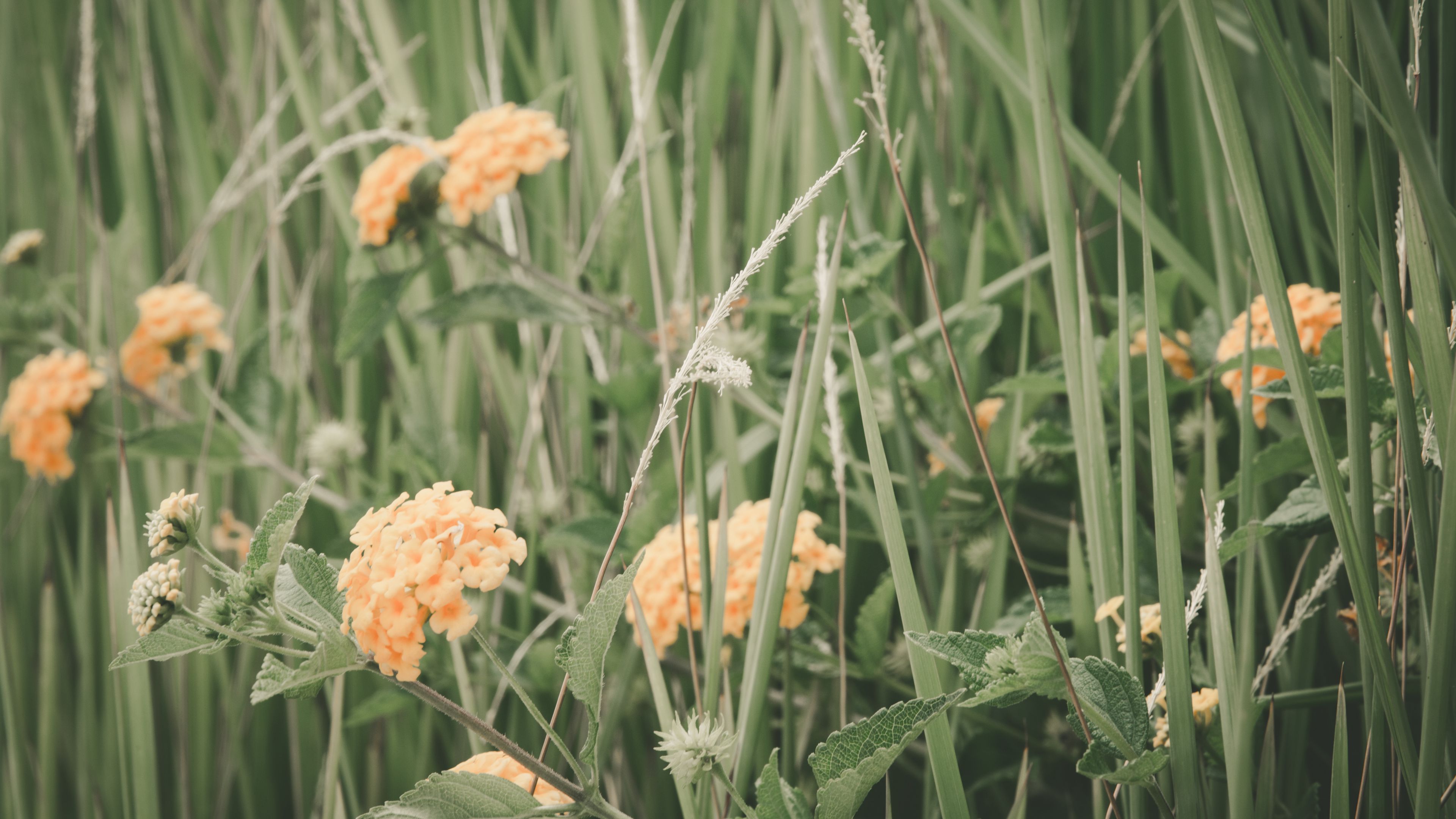 flowers, grass, field, 4k, HD Wallpaper