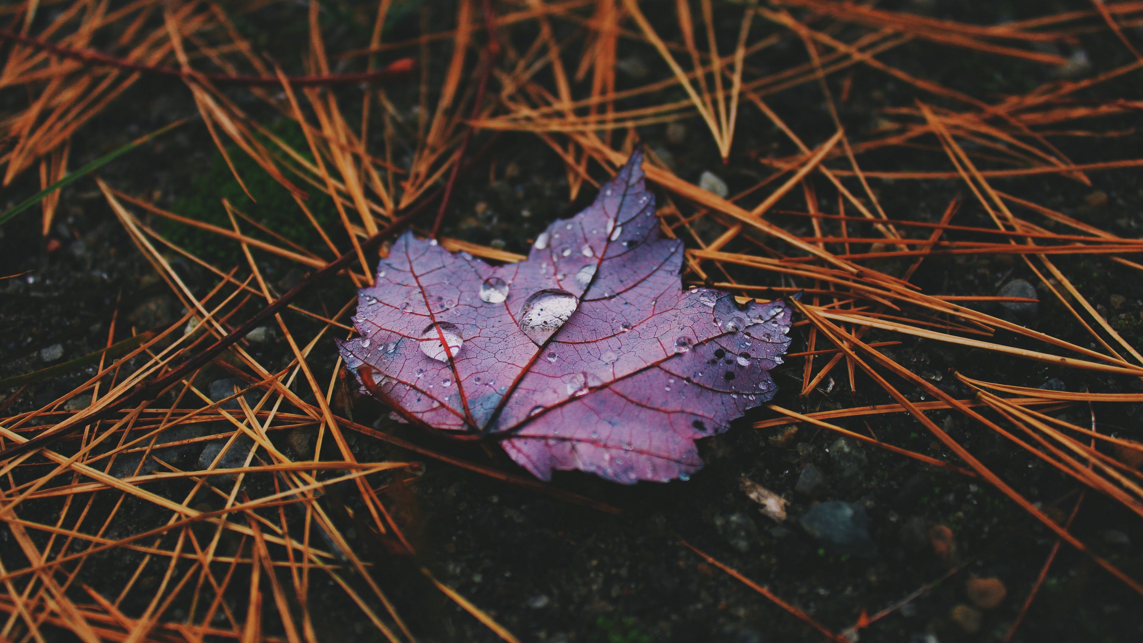 autumn, leaf, drops, 4k, HD Wallpaper