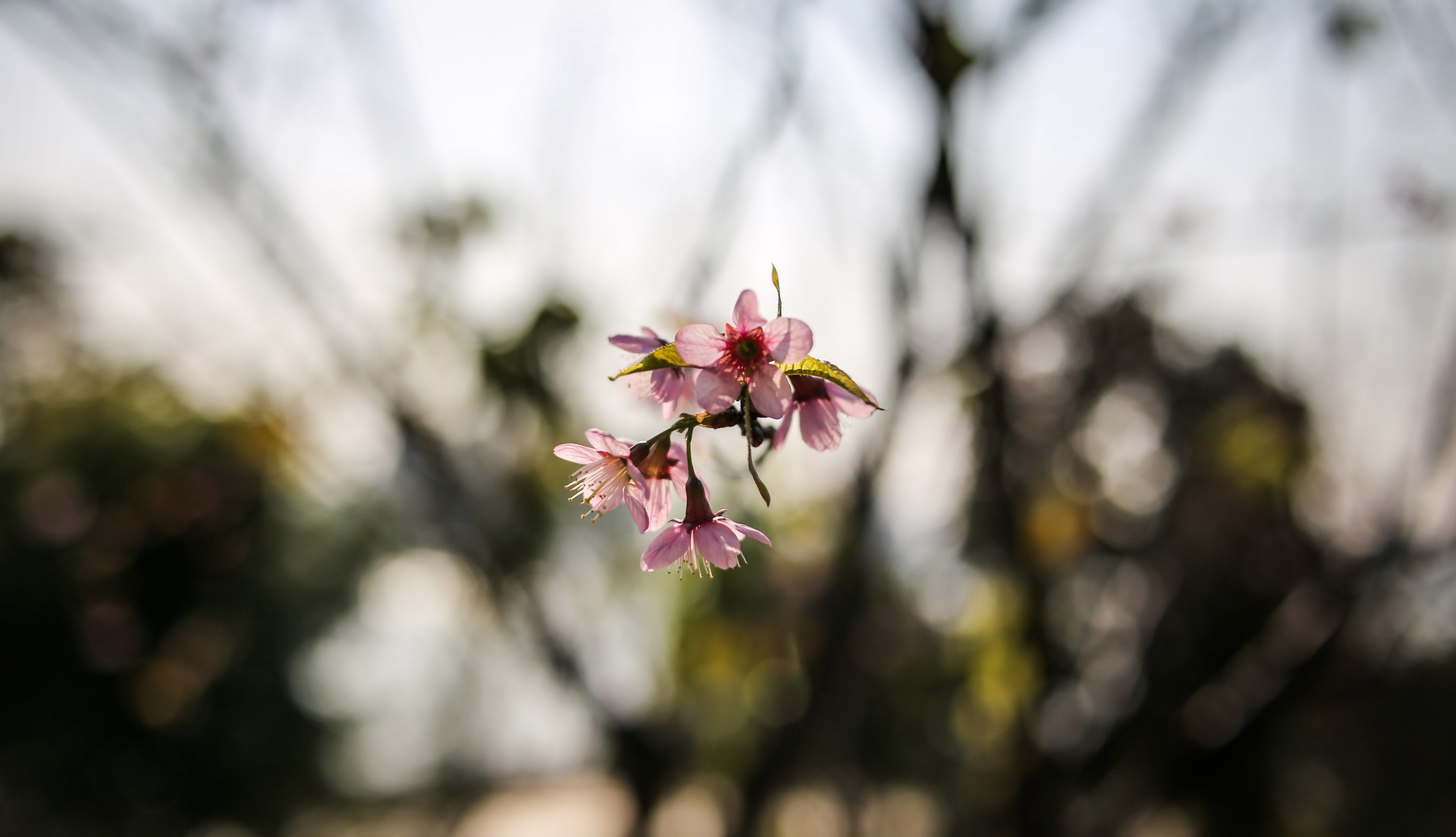 close up of a small branchlet of pink blossom, cherry blossom 4k, HD Wallpaper