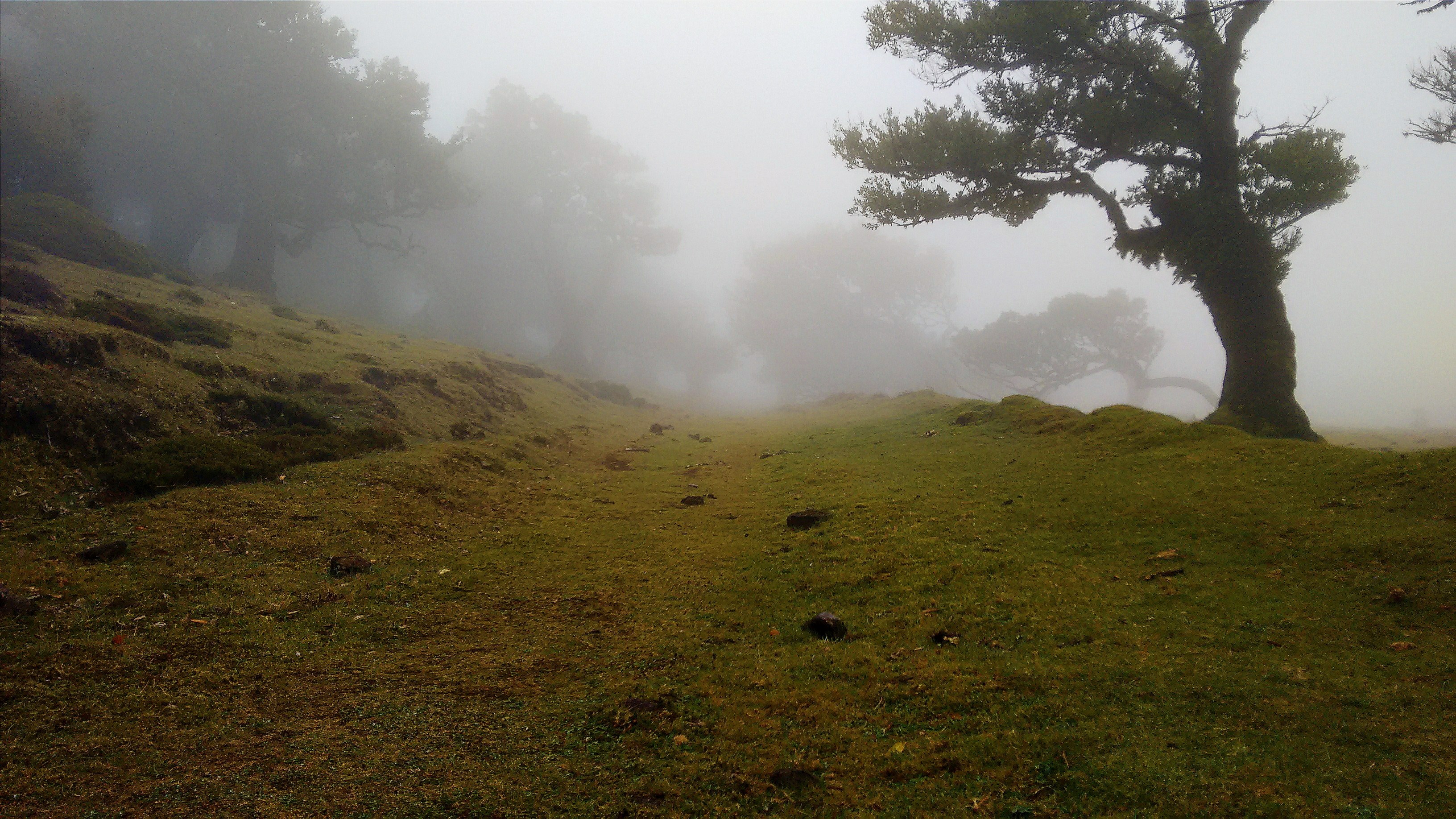 grassy field with trees on a misty morning, serene hillside scene 4k, HD Wallpaper
