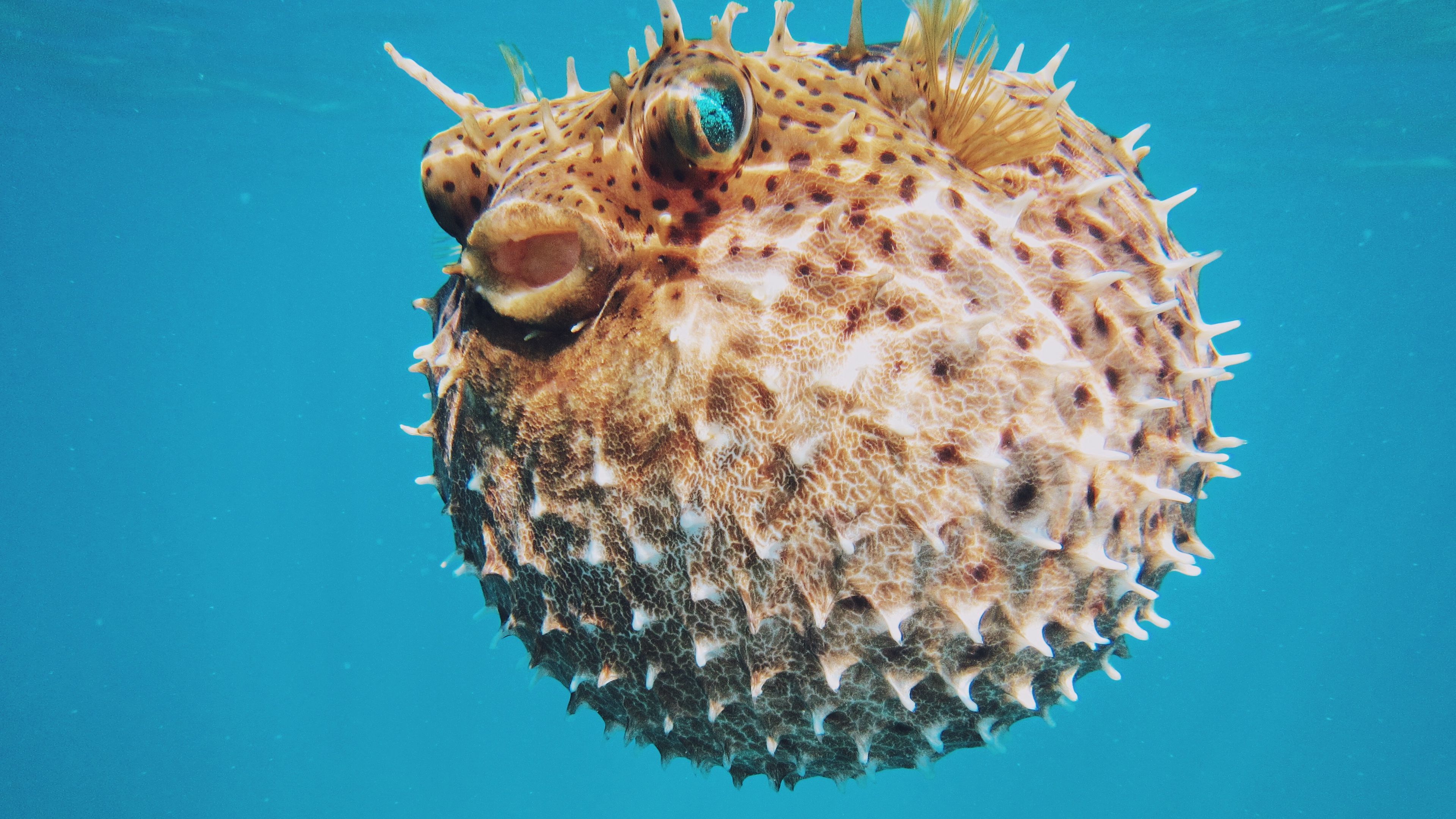 sea urchin, underwater world, spines, 4k, HD Wallpaper