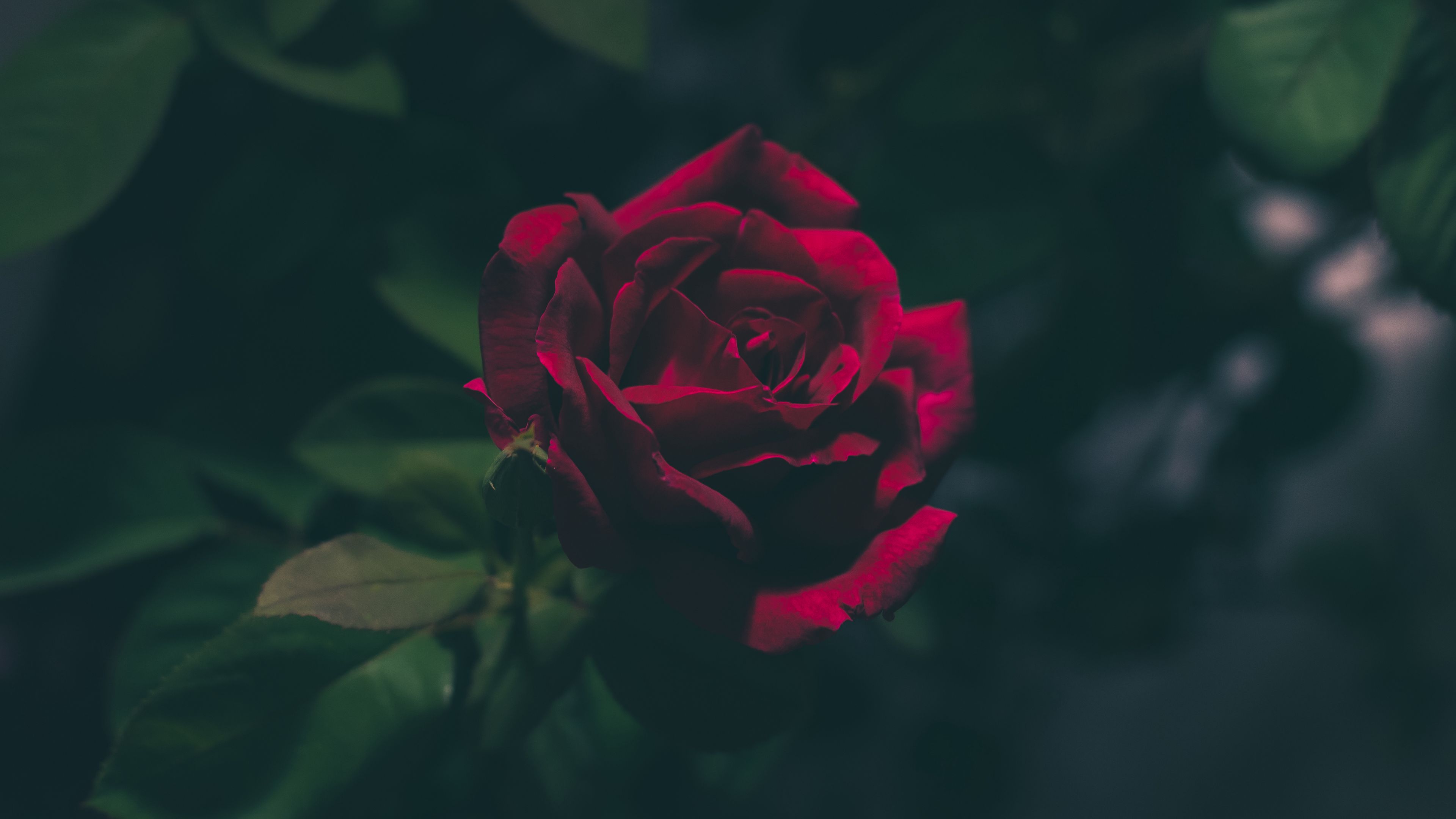 rose, bud, dark, 4k, HD Wallpaper