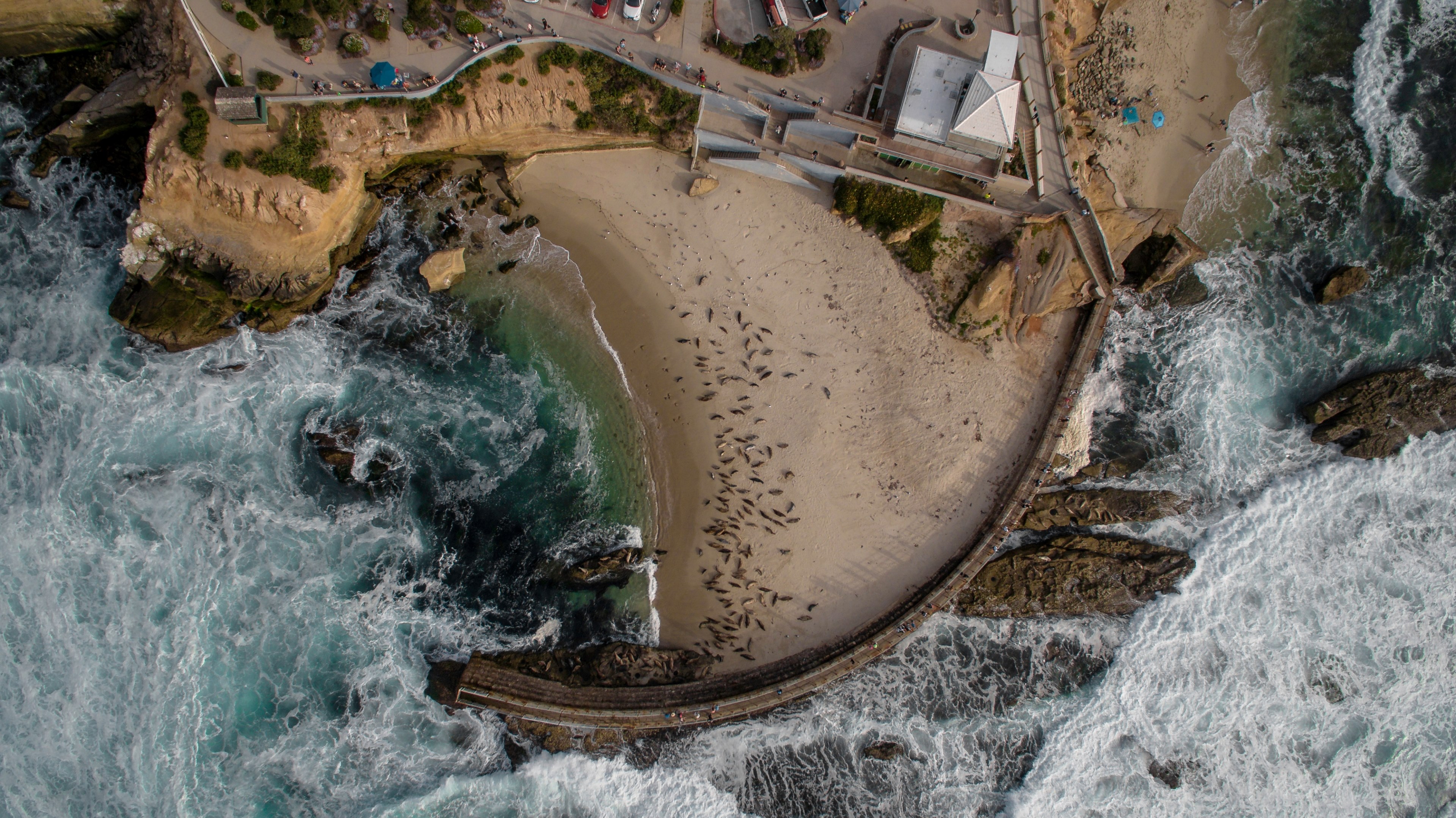 drone aerial view of a bay with seals on the sand beach at childrens pool la jolla, childrens pool 4k, HD Wallpaper