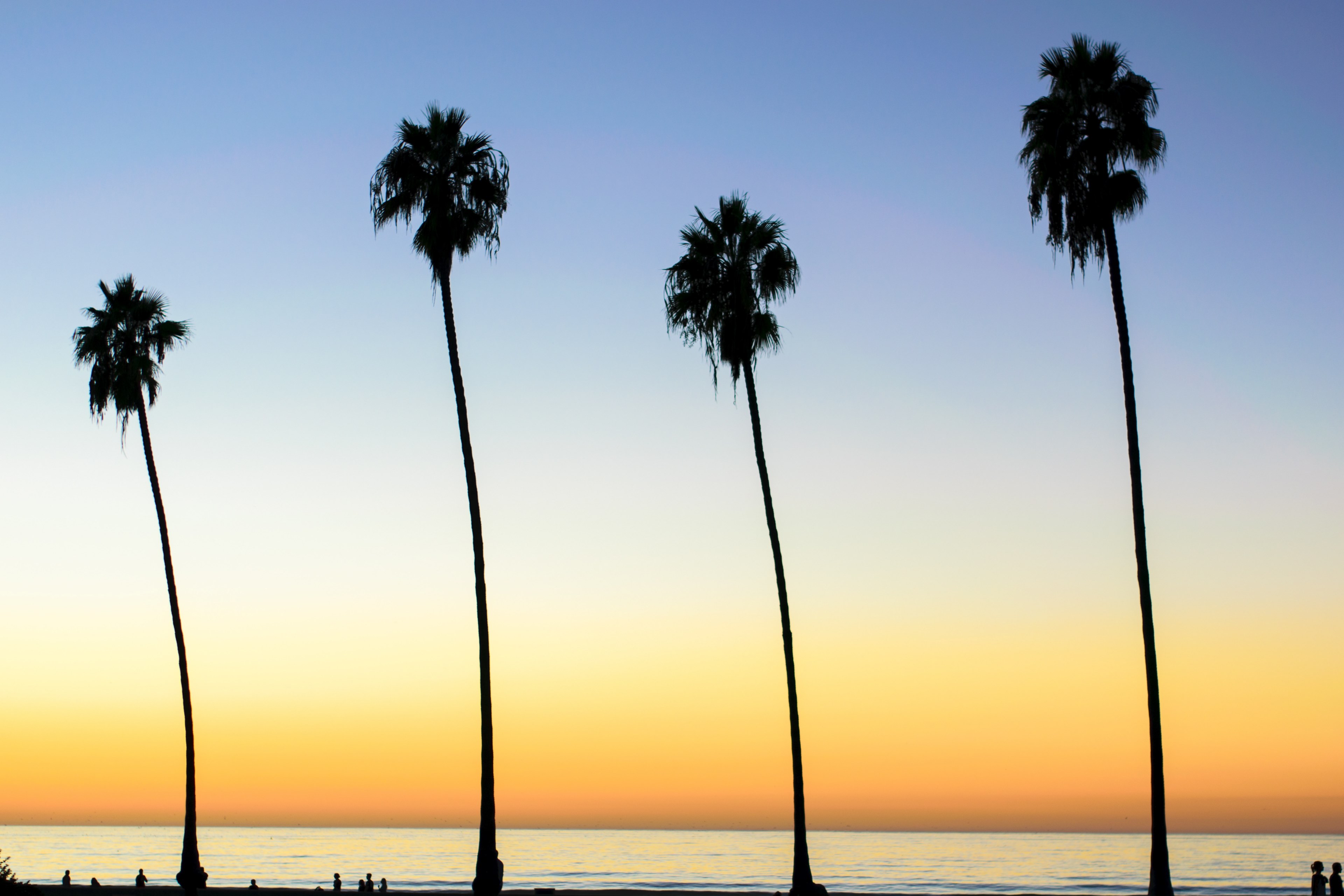 the silhouettes of four tall palm trees at sunset, four palm tree silhouettes 4k, HD Wallpaper
