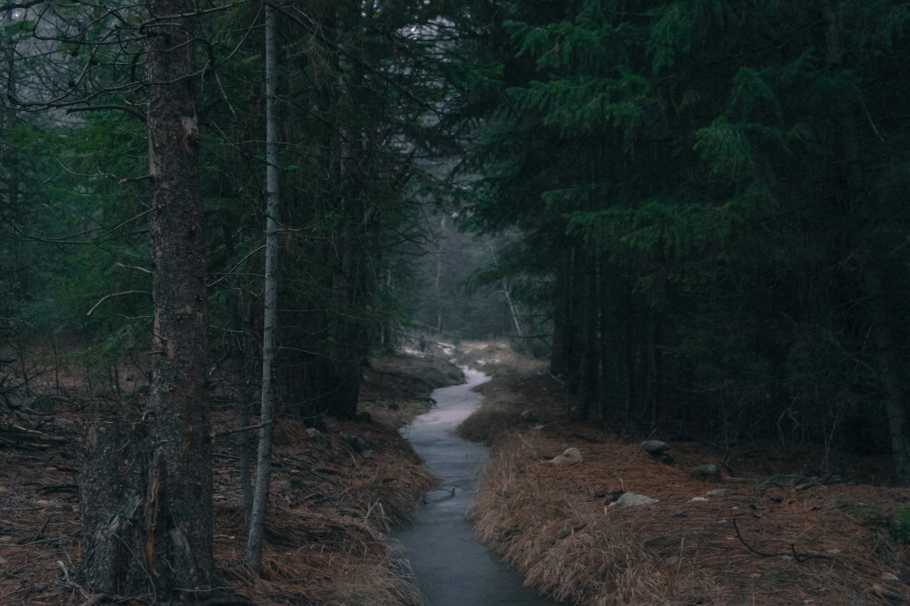 a slow moving stream flowing through an evergreen forest in the autumn, sluggish stream in the forest 4k, HD Wallpaper