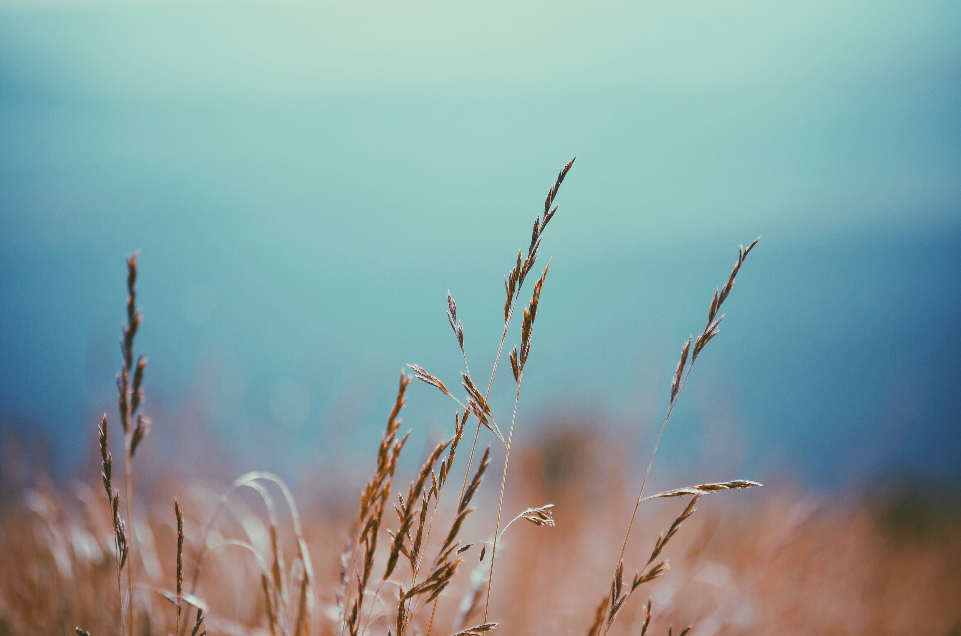 a few blades of a golden grass against a blurry background, golden grass on blue 4k, HD Wallpaper