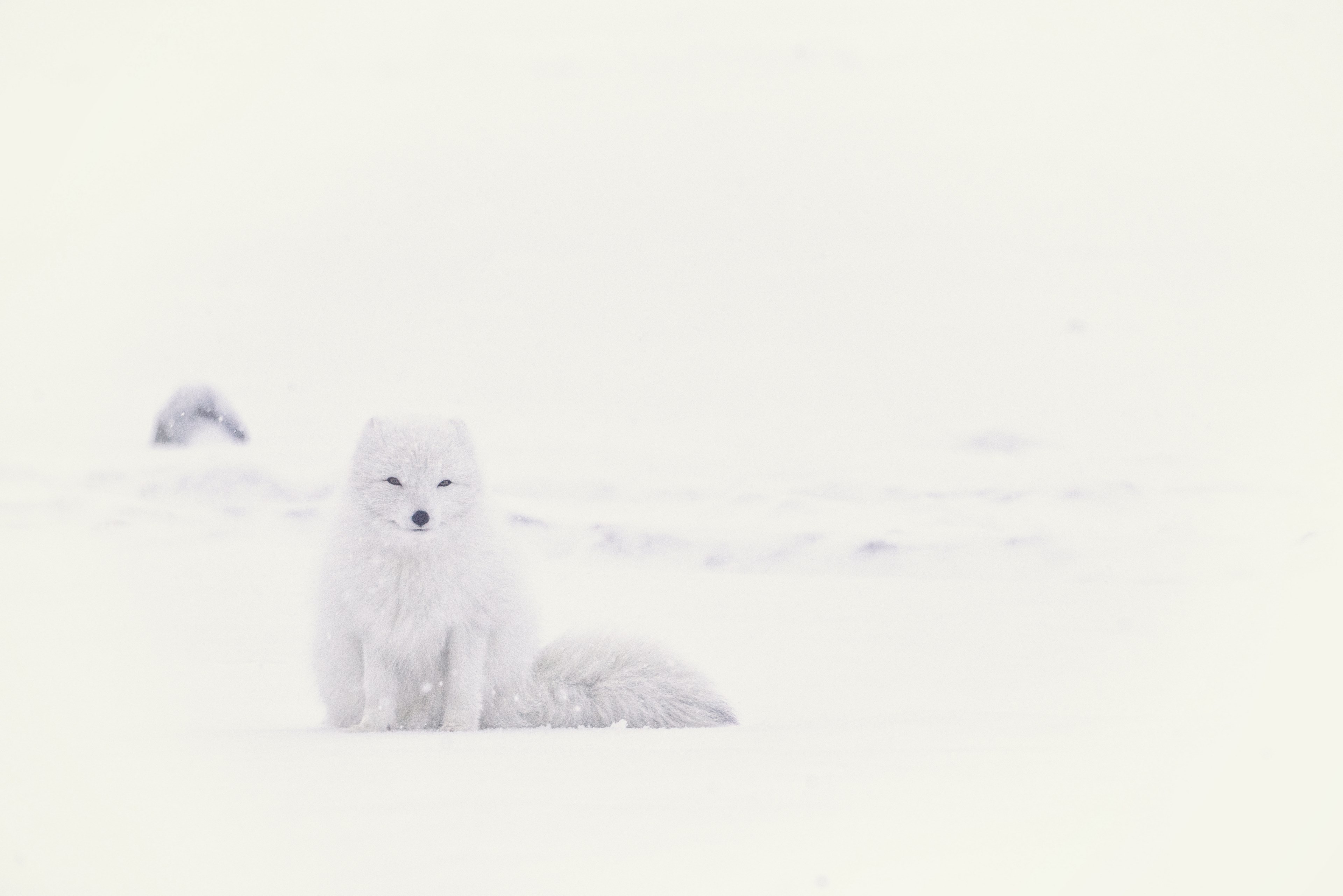 white arctic fox blends in with the snowy landscape, sitting in snow and wind 4k, HD Wallpaper