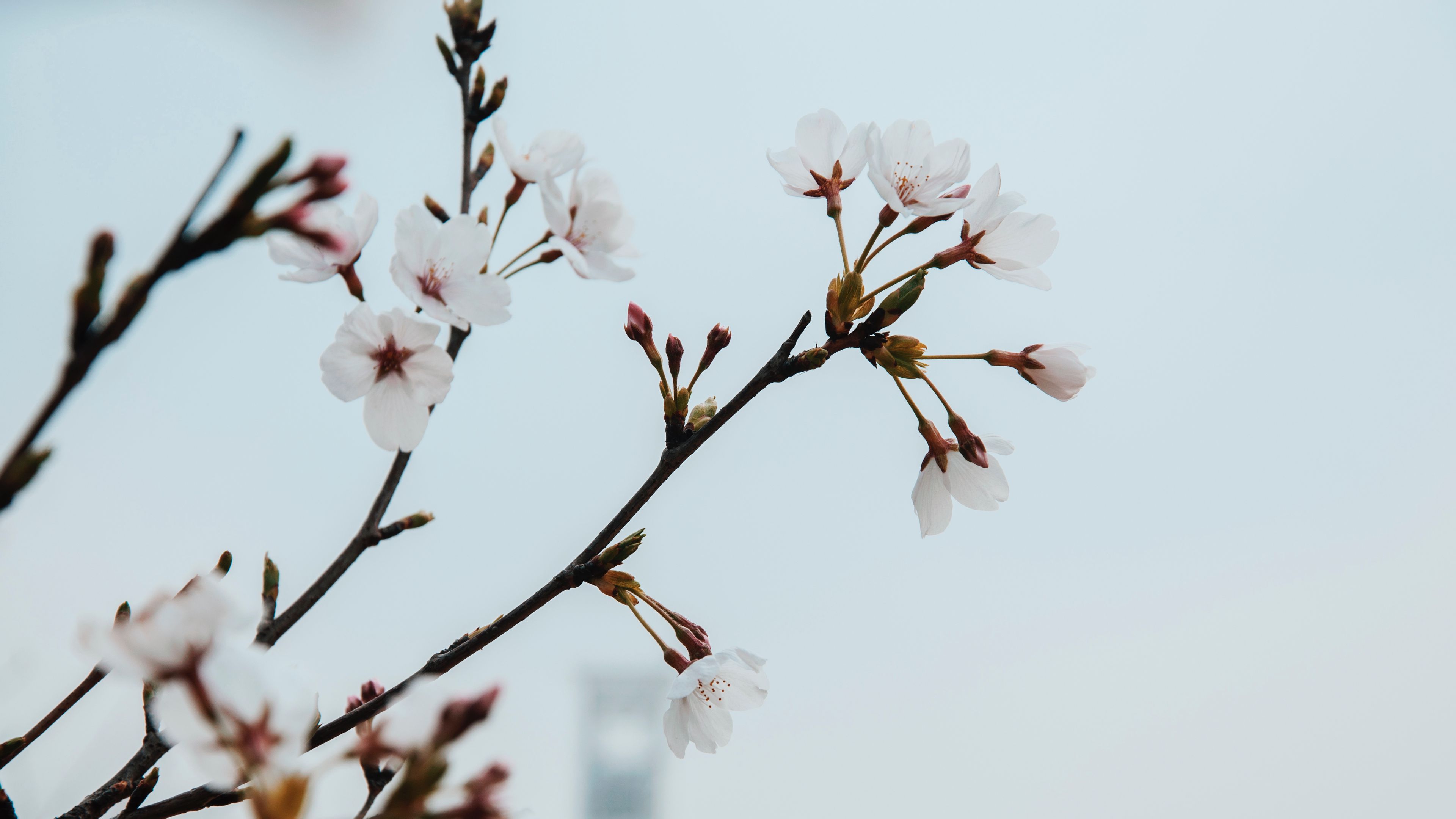 flowers, bloom, spring, 4k, HD Wallpaper