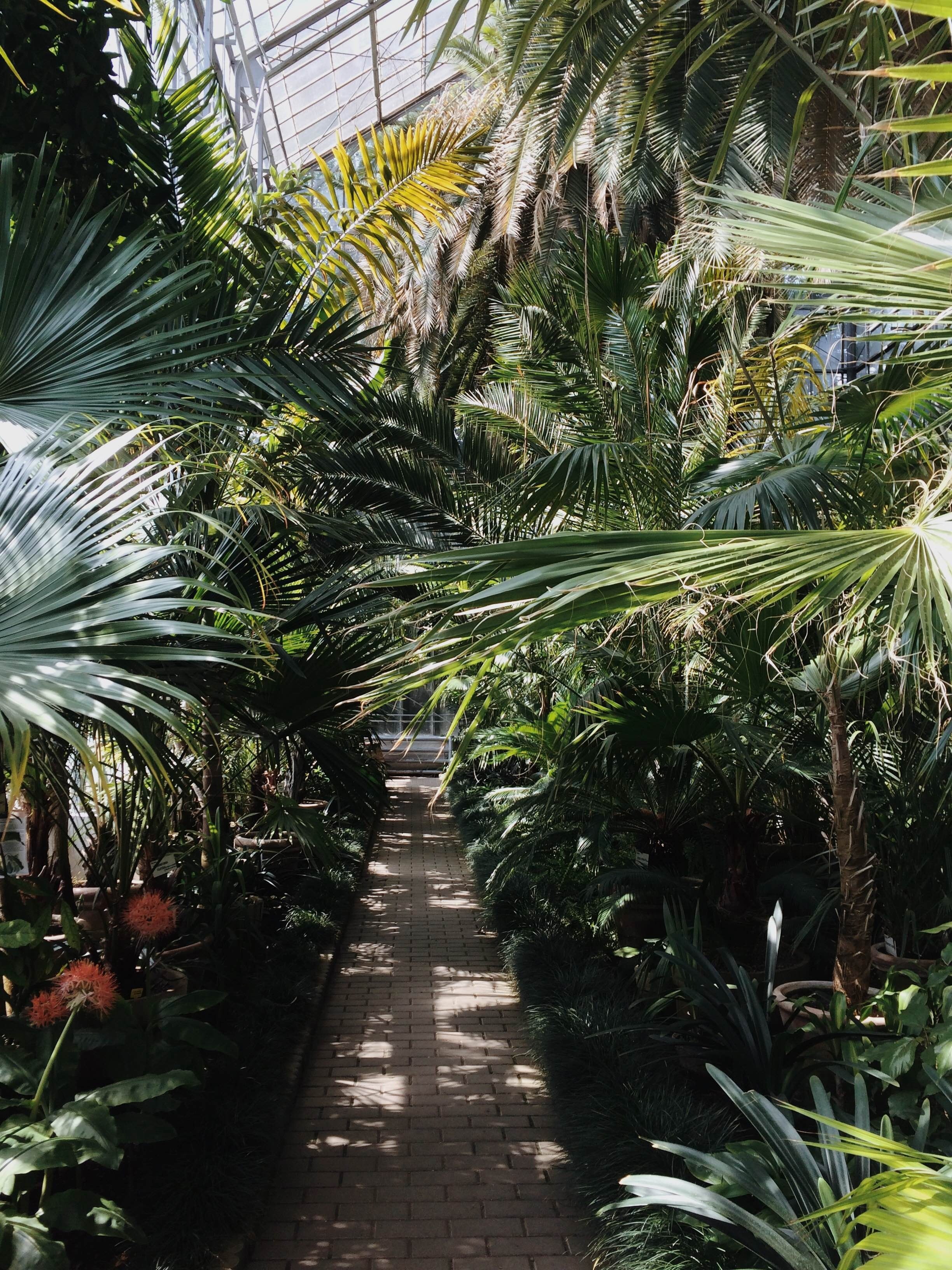 garden tropical botanical and leaf hd, 4k, Phone HD Wallpaper