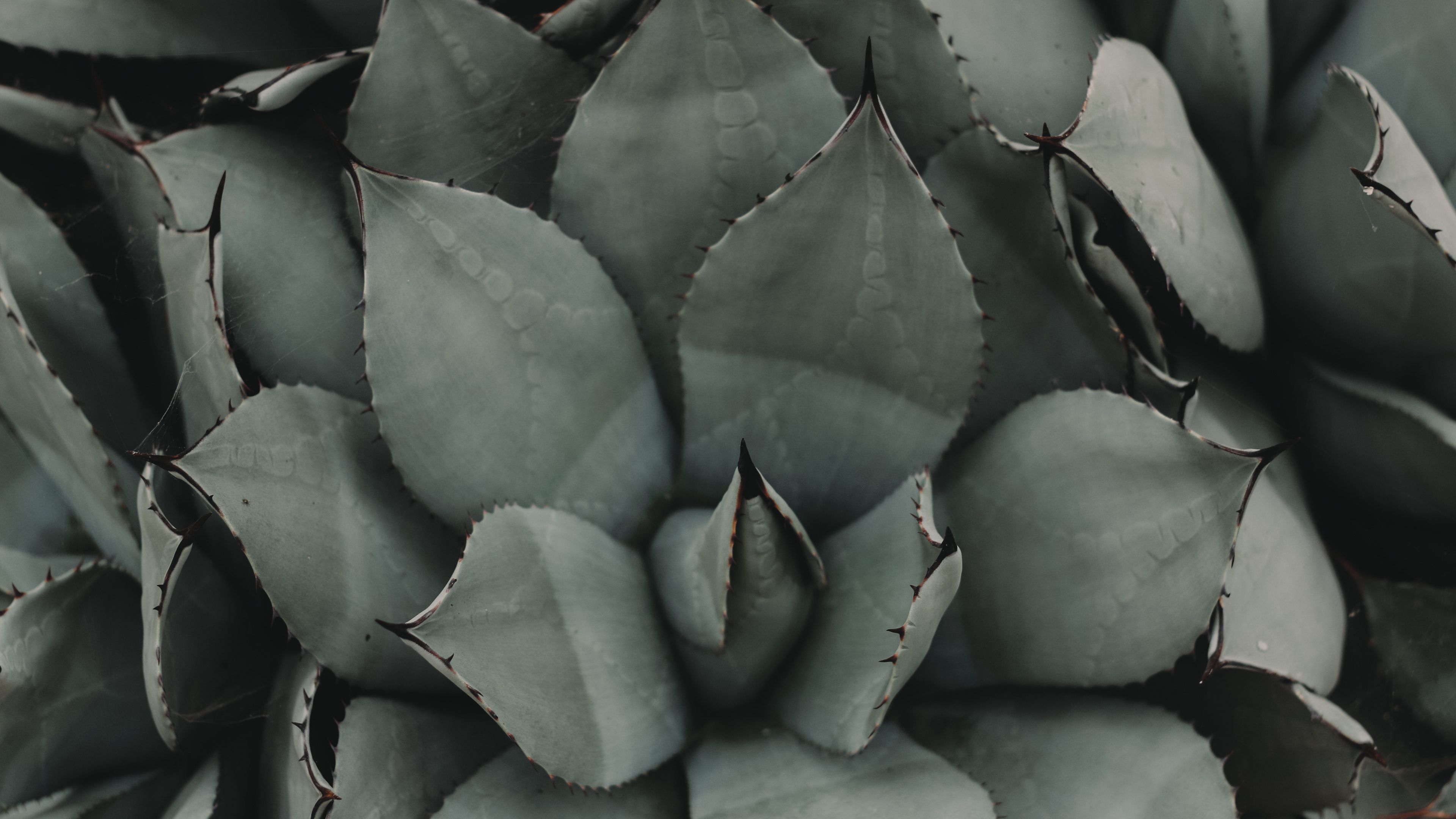 plant, flower, leaf, 4k, HD Wallpaper