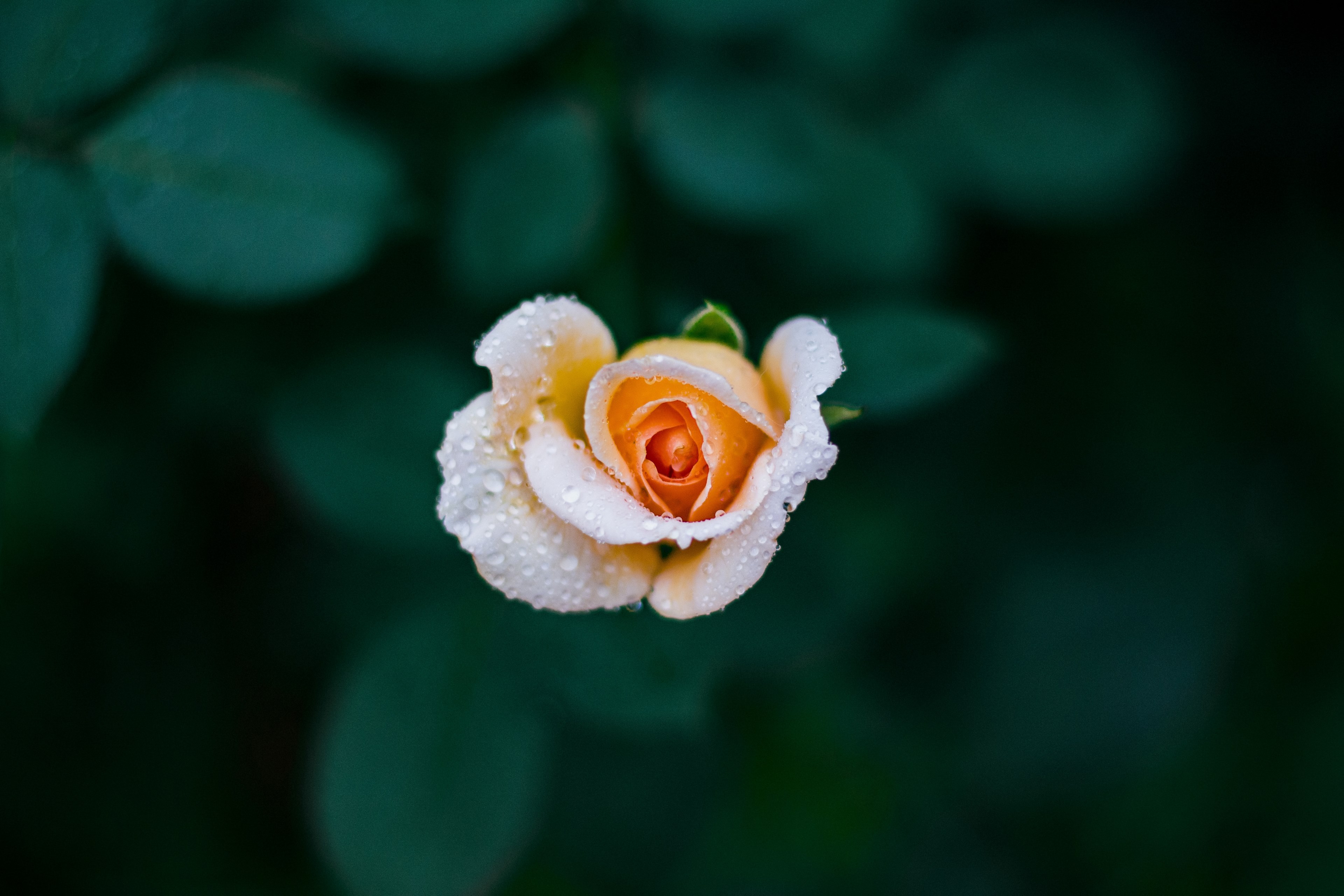 an overhead shot of a pale orange rose covered in tiny droplets, top view of wet rose 4k, HD Wallpaper