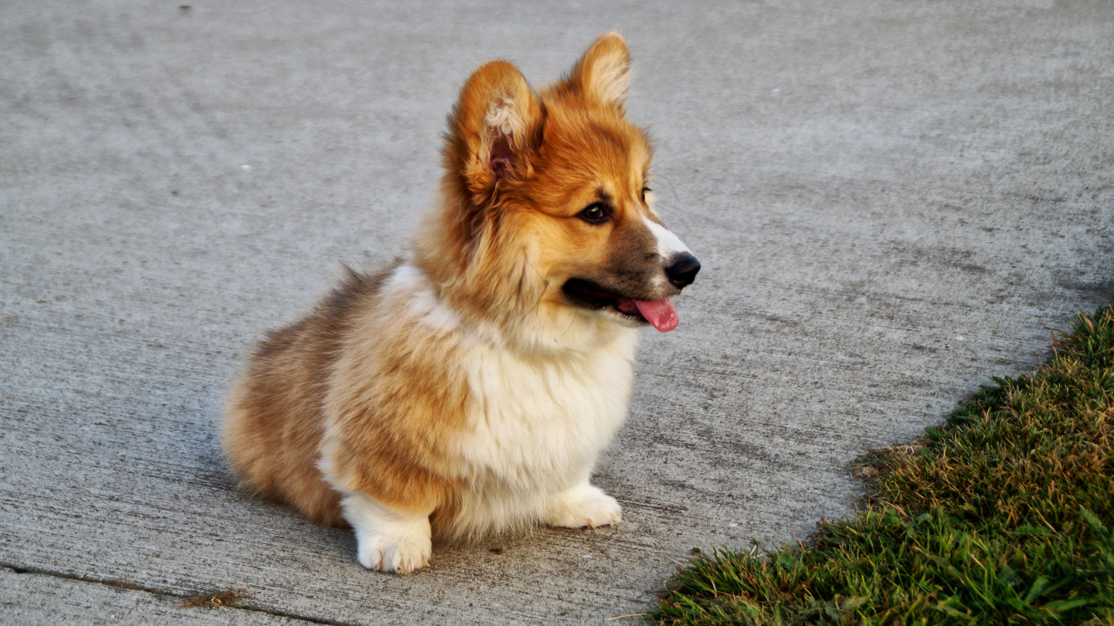welsh corgi, puppy, dog, 4k, HD Wallpaper