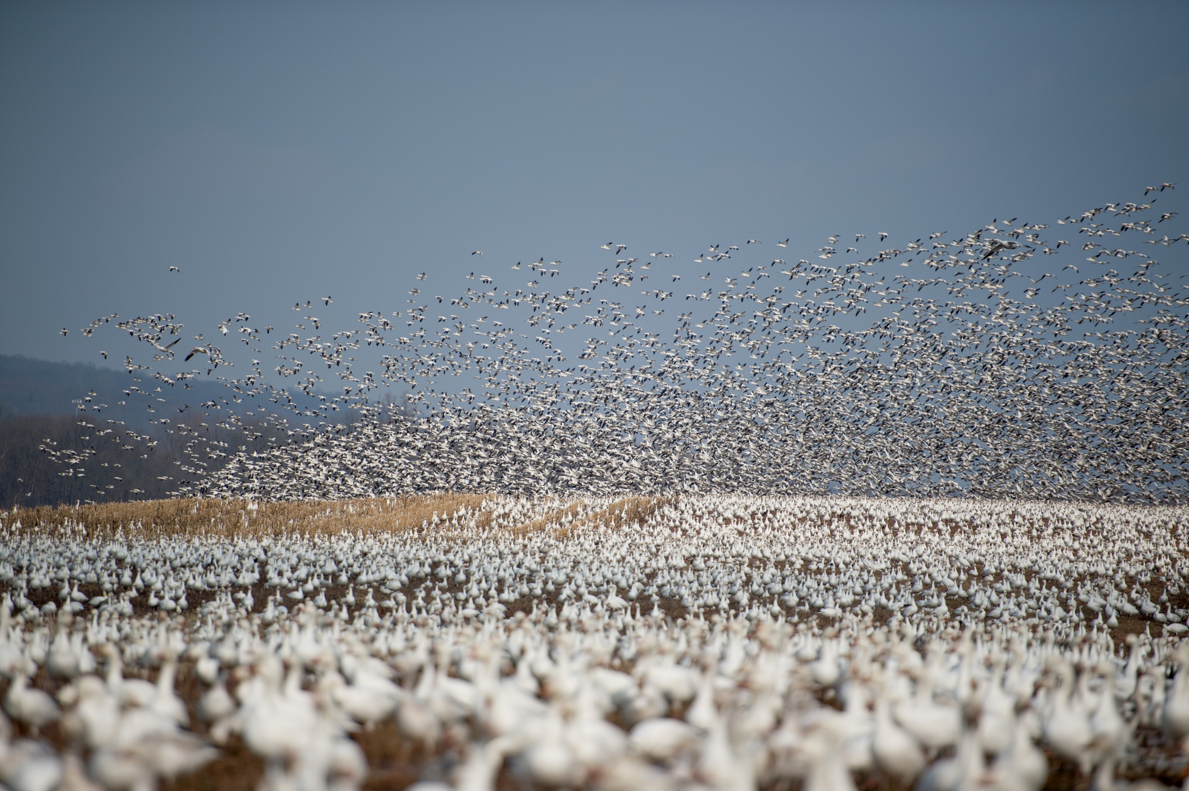wild geese flying and walking around the fields during migration season at newmanstown pennsylvania united states, huge snow goose flock 4k, HD Wallpaper