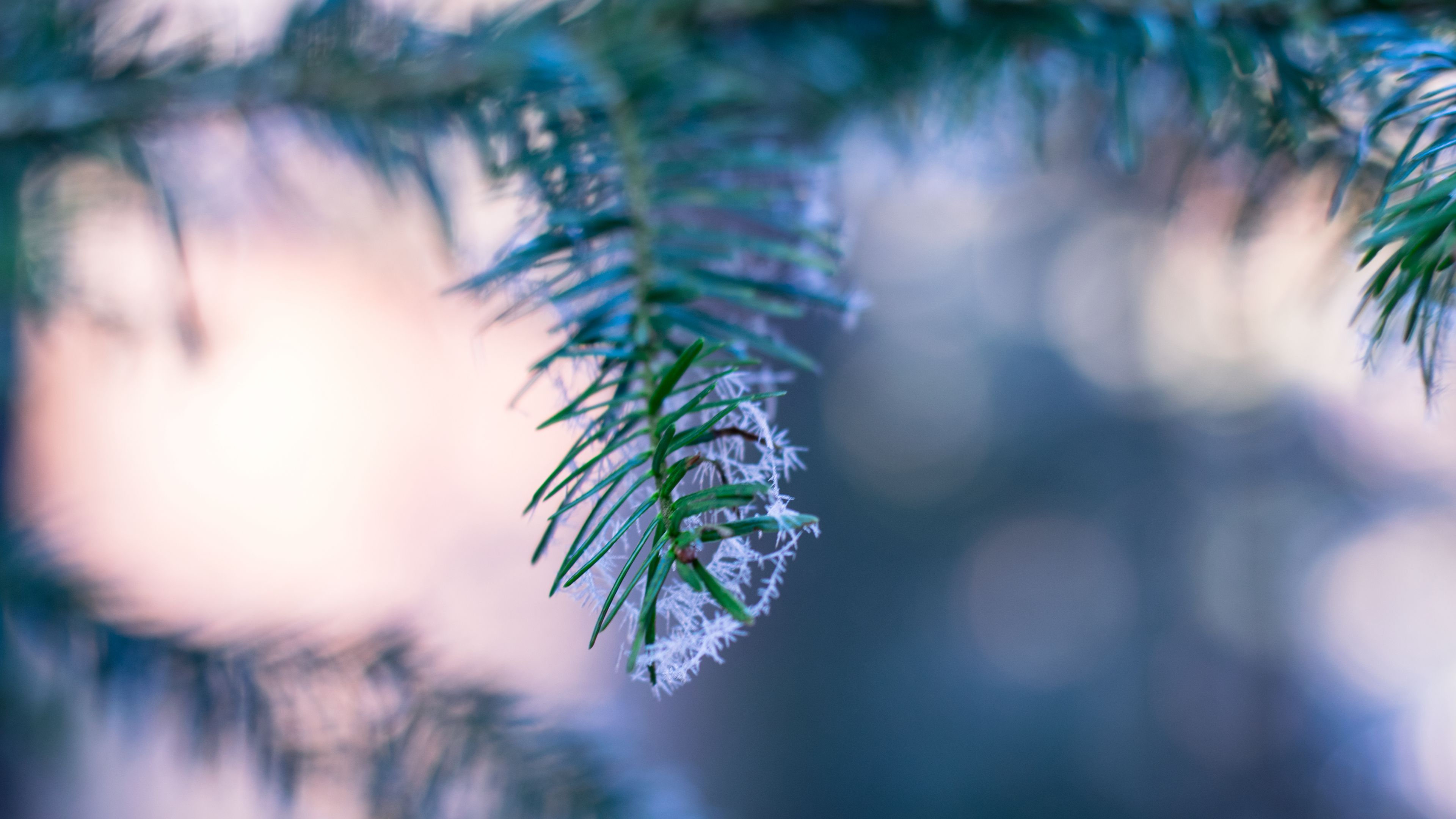 branch, fir, frost, blurring, 4k, HD Wallpaper