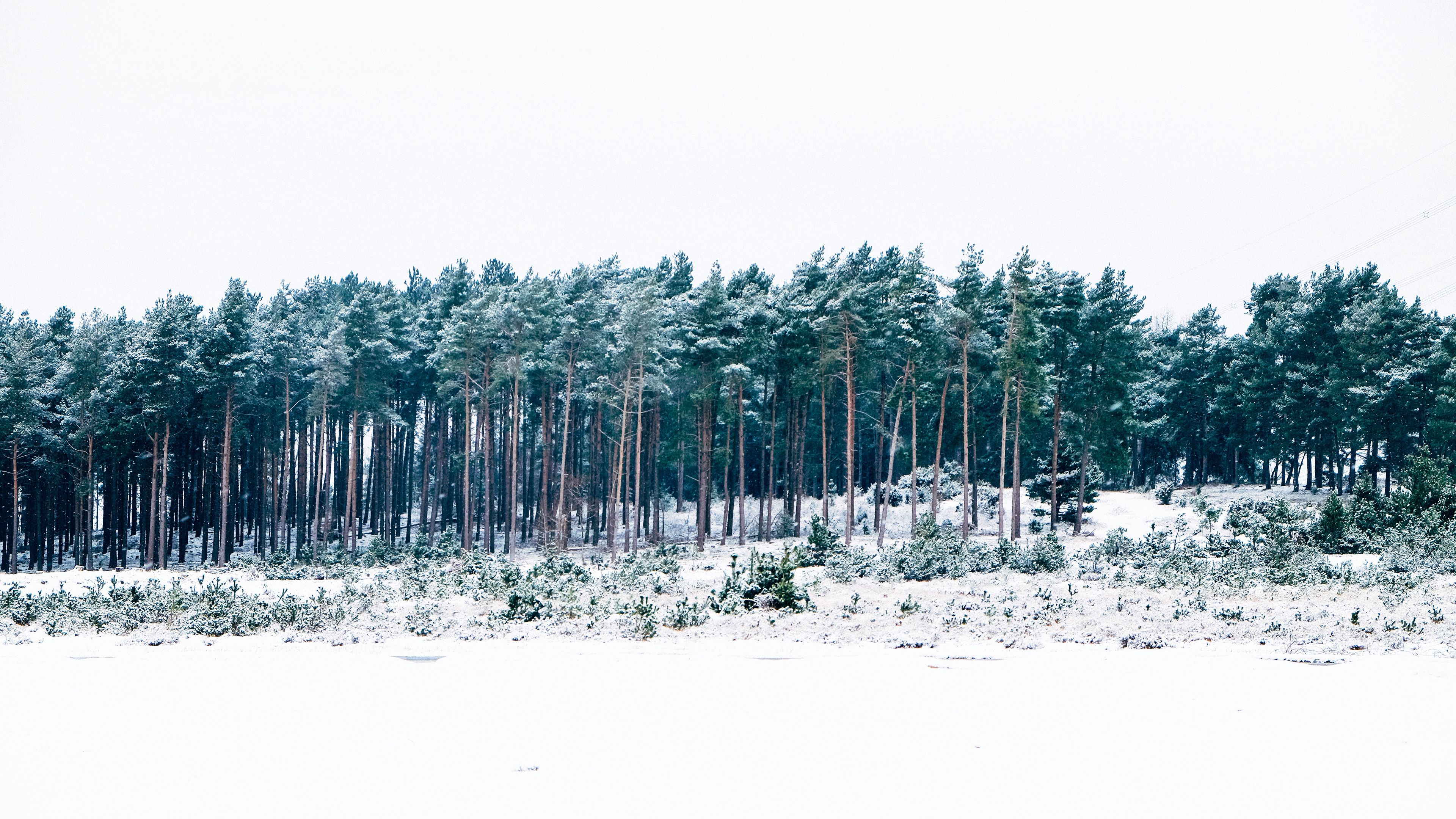 trees, winter, forest, 4k, HD Wallpaper