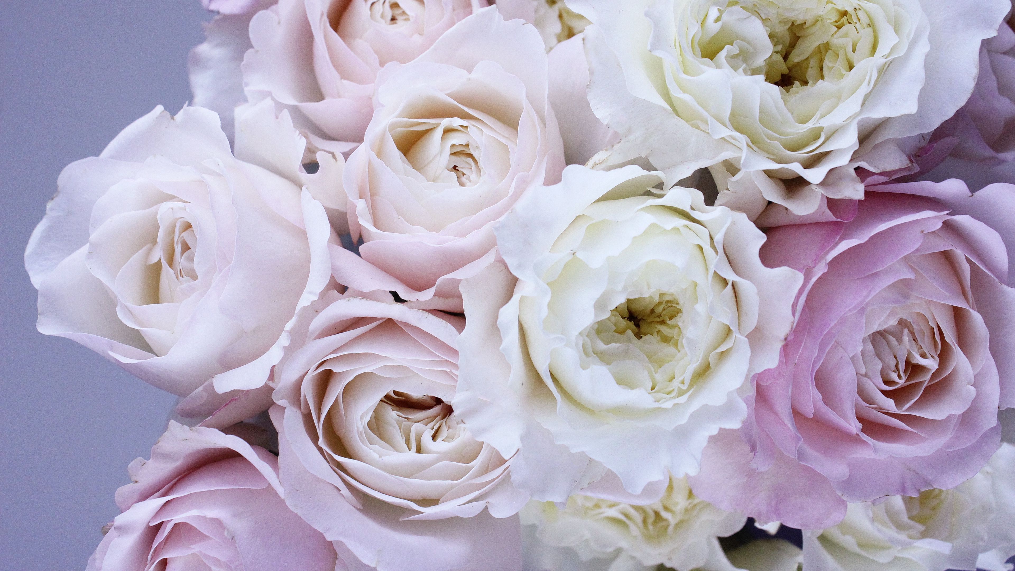 roses, bouquet, tenderness, 4k, HD Wallpaper