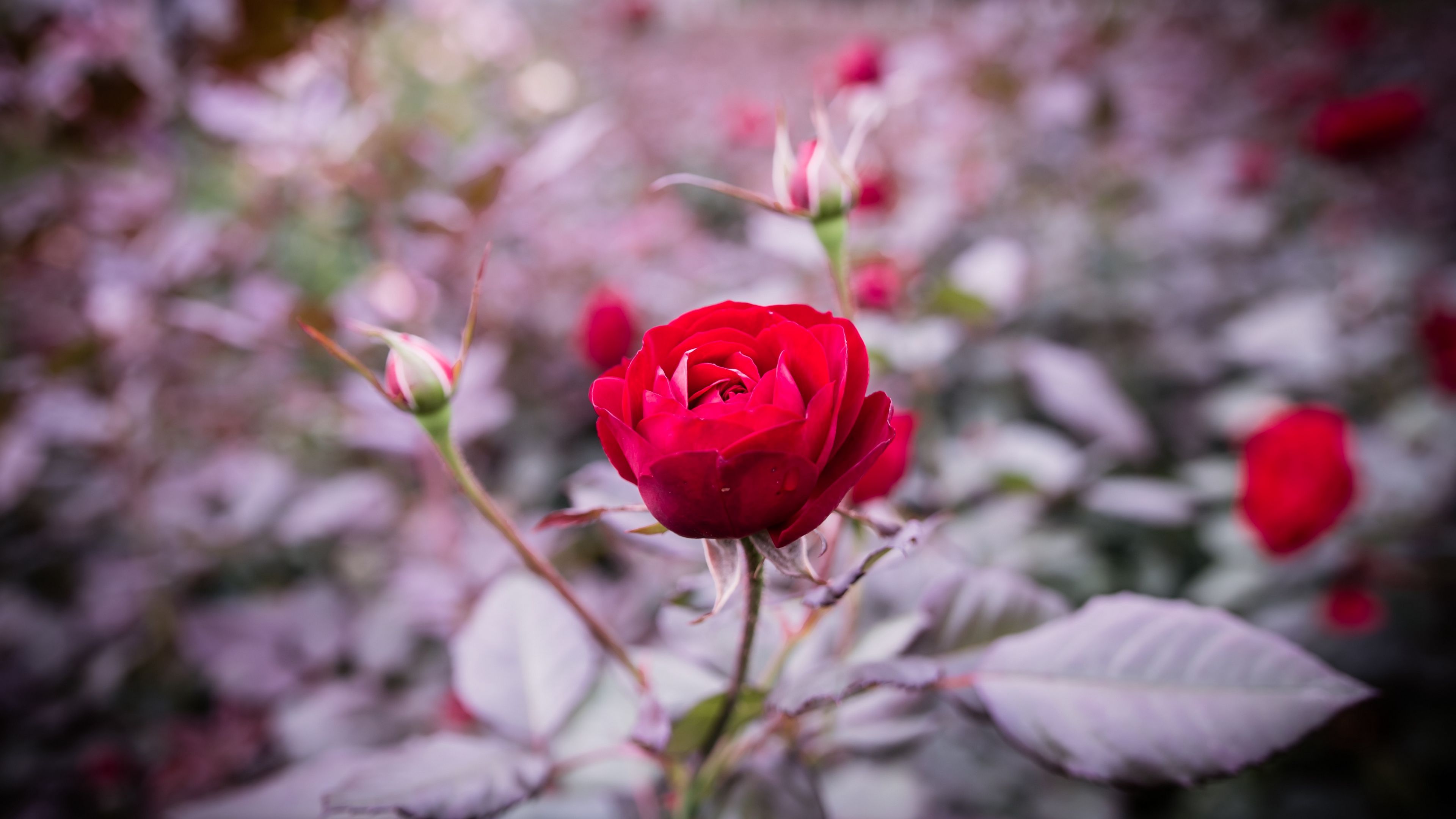 rose, bud, stem, blur, 4k, HD Wallpaper
