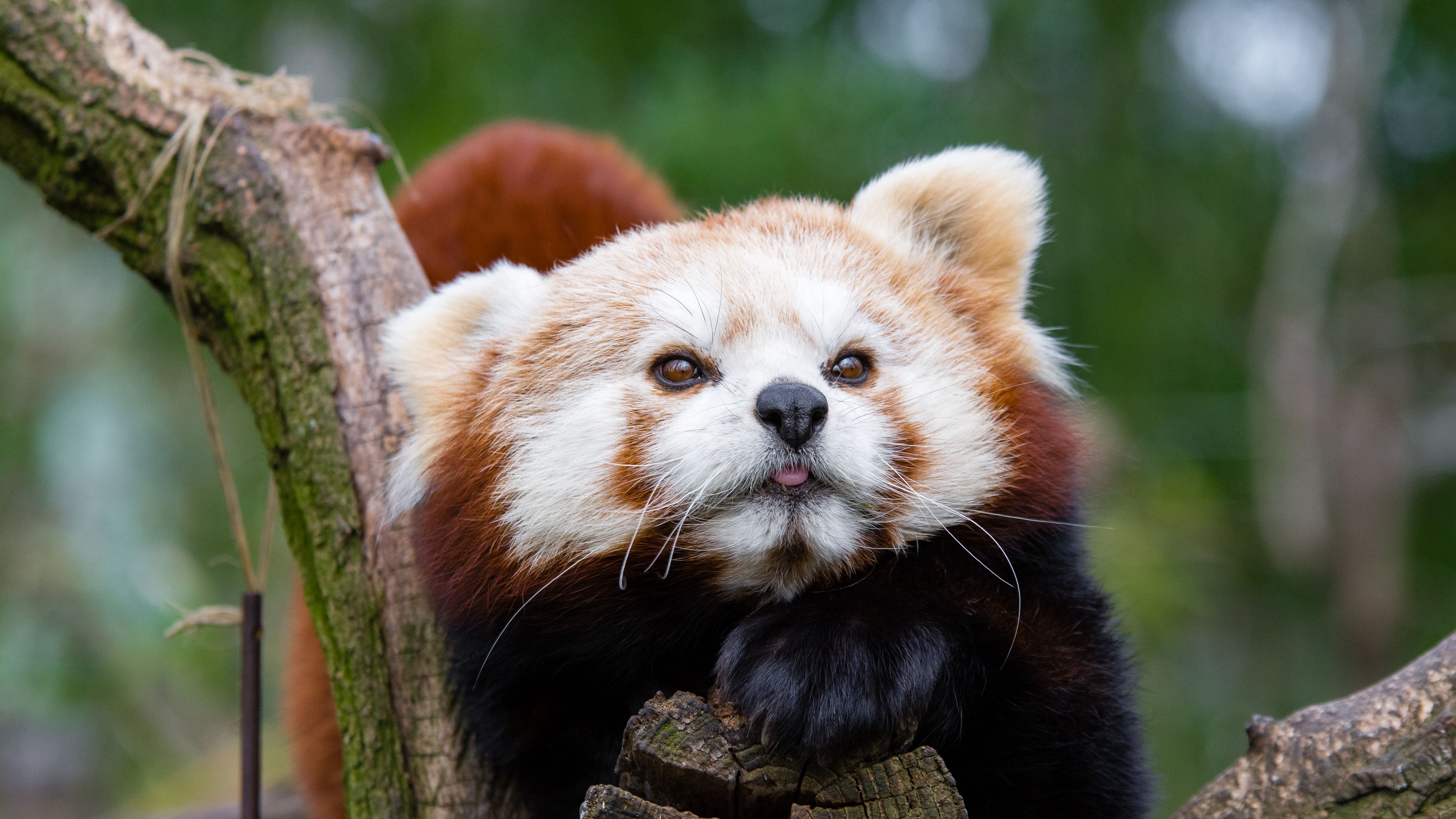 red panda, small panda, muzzle, spotted, 4k, HD Wallpaper