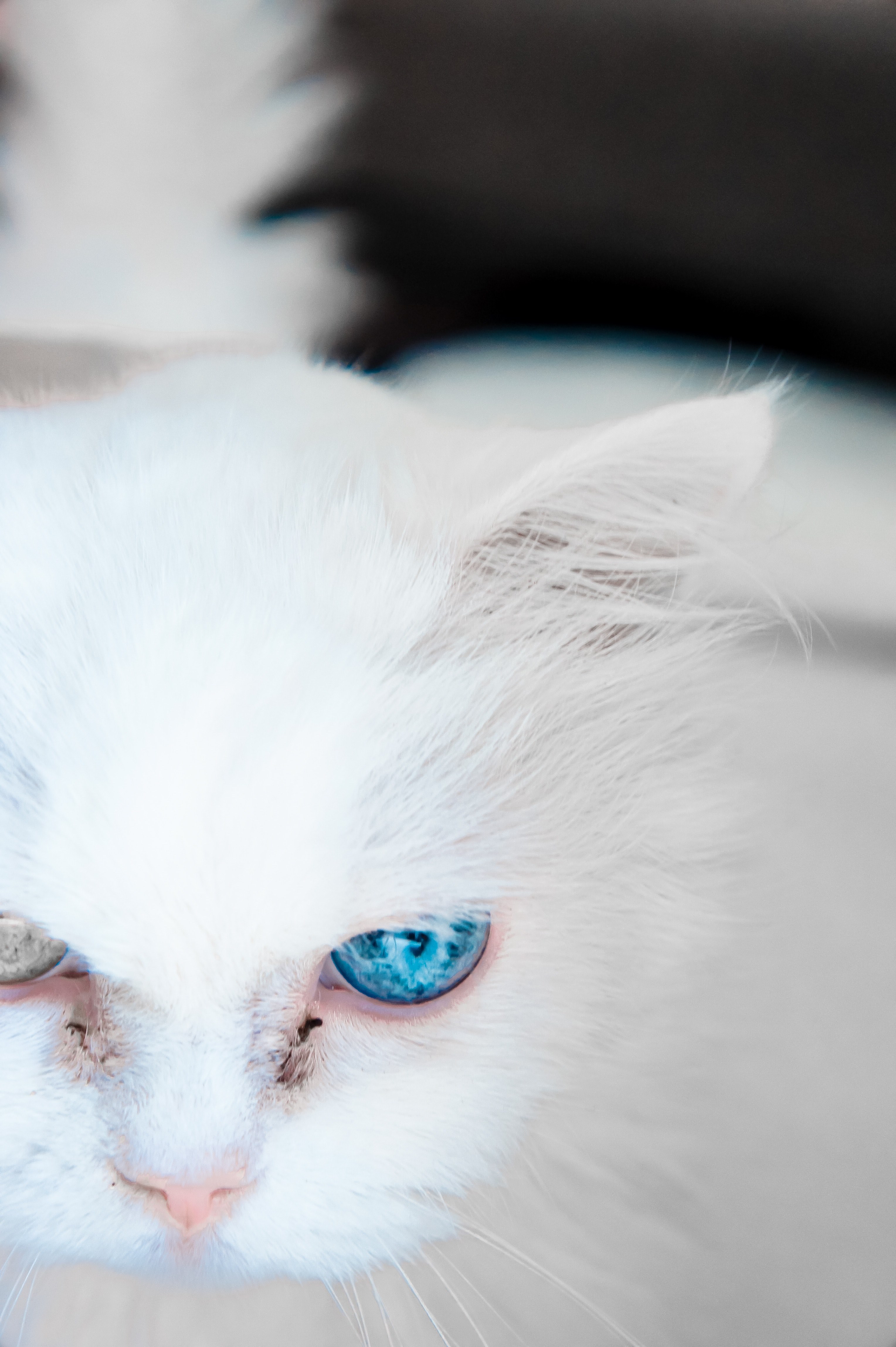 pet animal kitty and eye hd, 4k, Phone HD Wallpaper