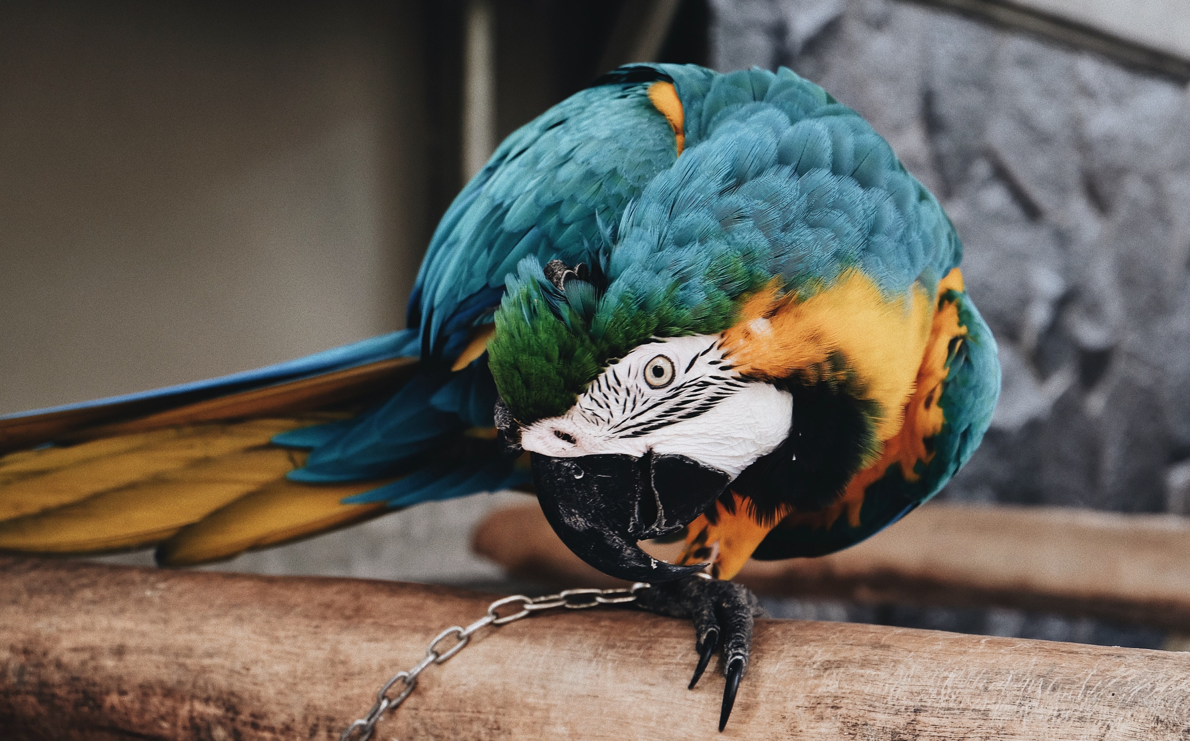 multicolored parrot chained down on a wooden log, chained parrot 4k, HD Wallpaper