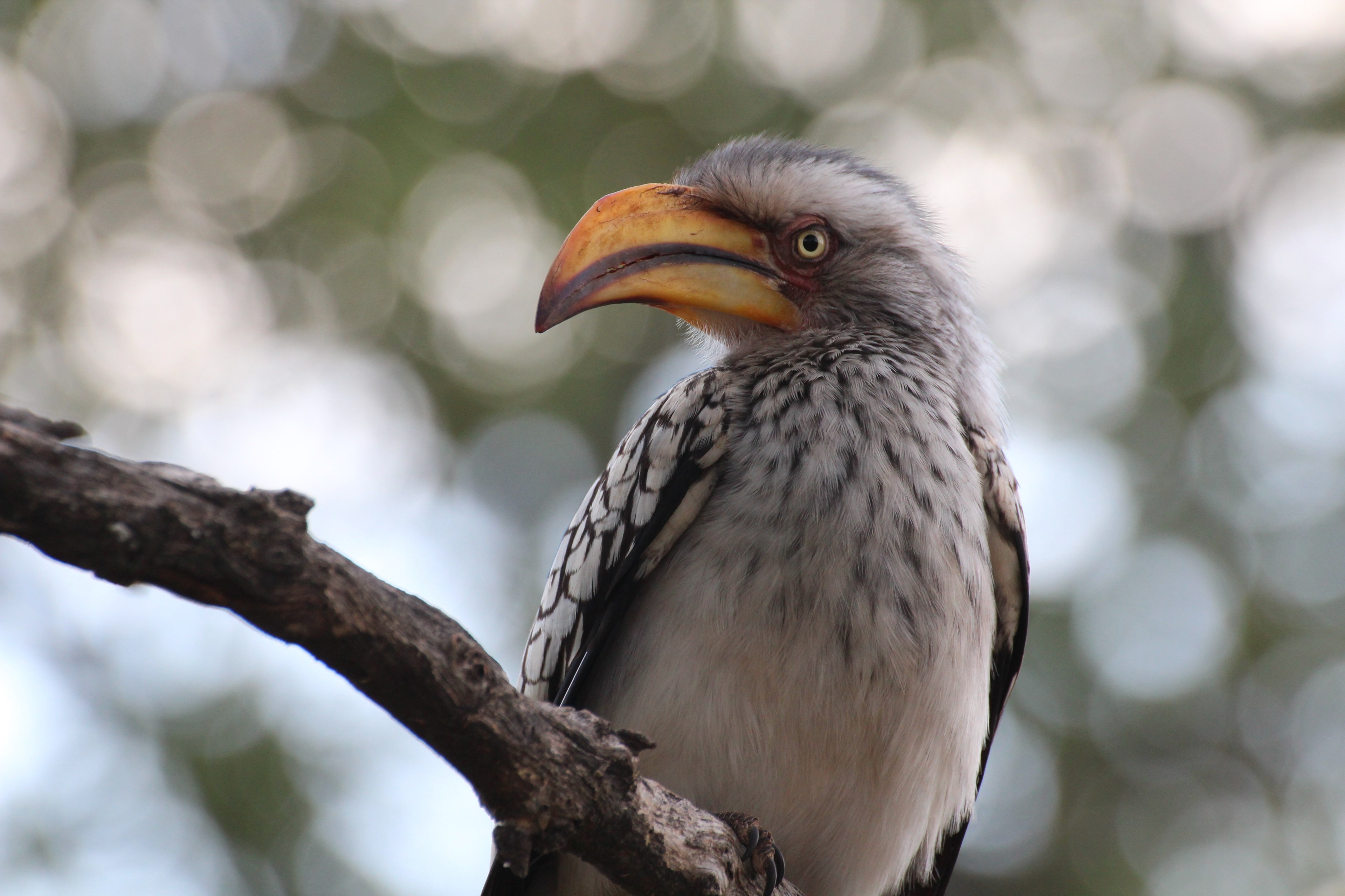 hornbill bird with fluffy feathers perches on a branch, zazu 4k, HD Wallpaper