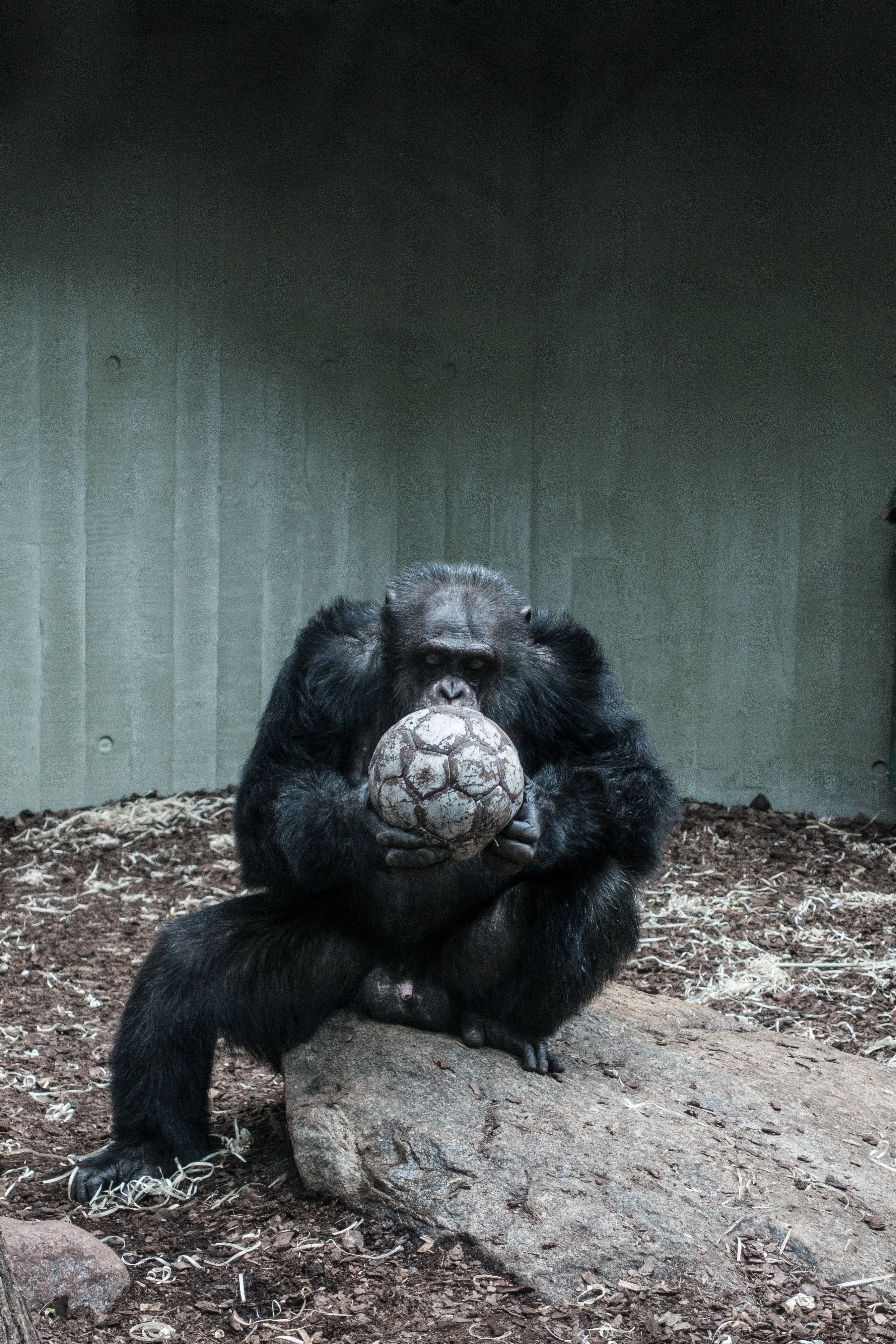 zoo ape captivity and chimpanzee hd, 4k, Phone HD Wallpaper