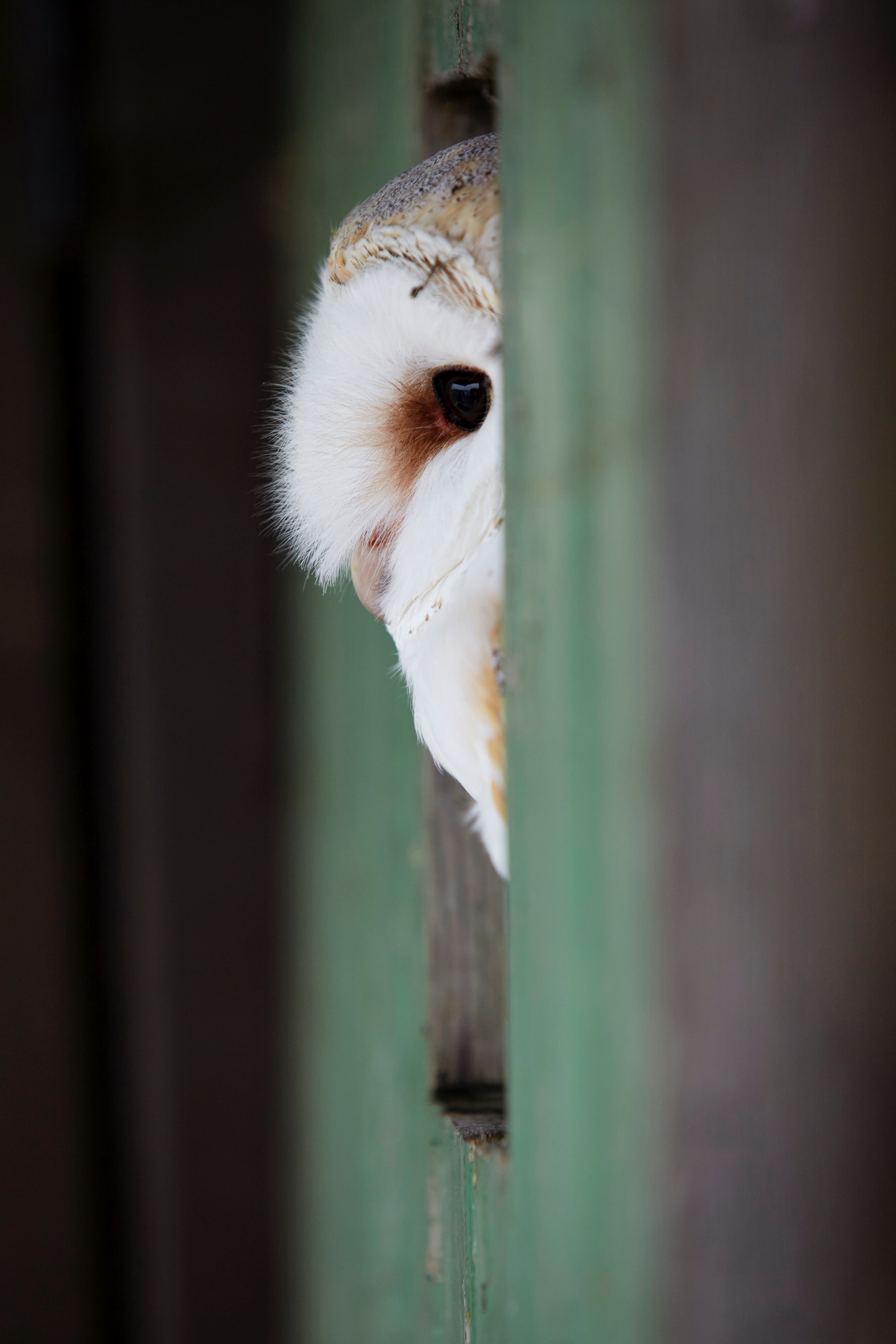 an owl peeking at the camera while sitting in a wall opening, _owl peeking around wall 4k, Phone HD Wallpaper