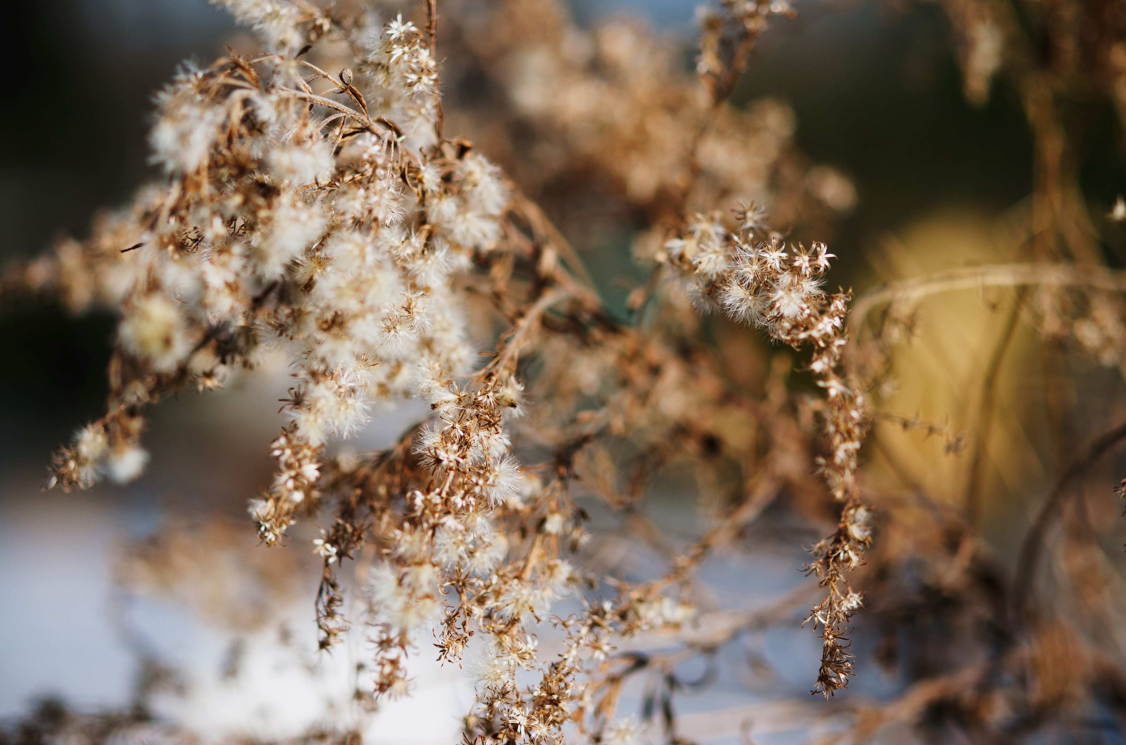 plant starts to flourish after winter, withered plant in the winter 4k, HD Wallpaper