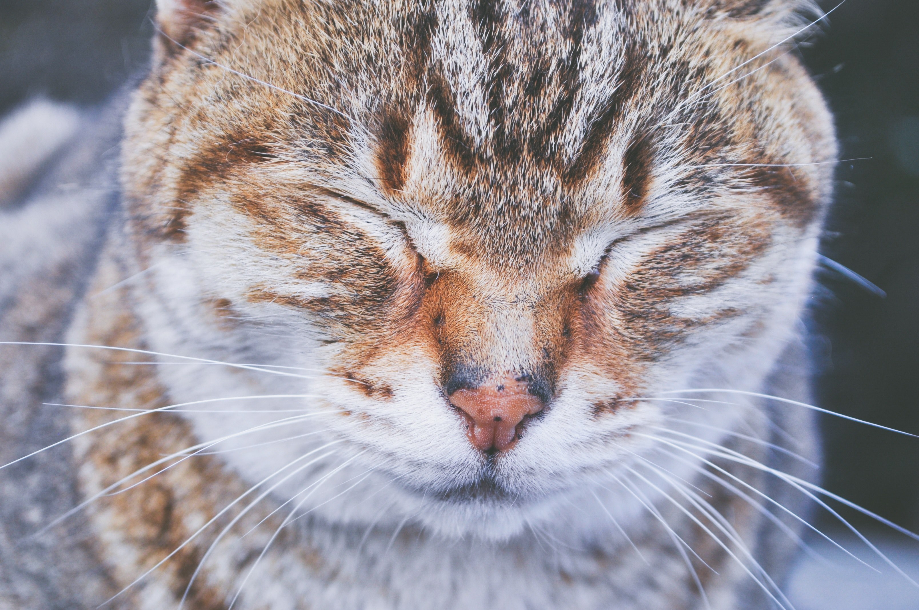 close up of a tabby cat screwing up its eyes, sleepy kitty 4k, HD Wallpaper