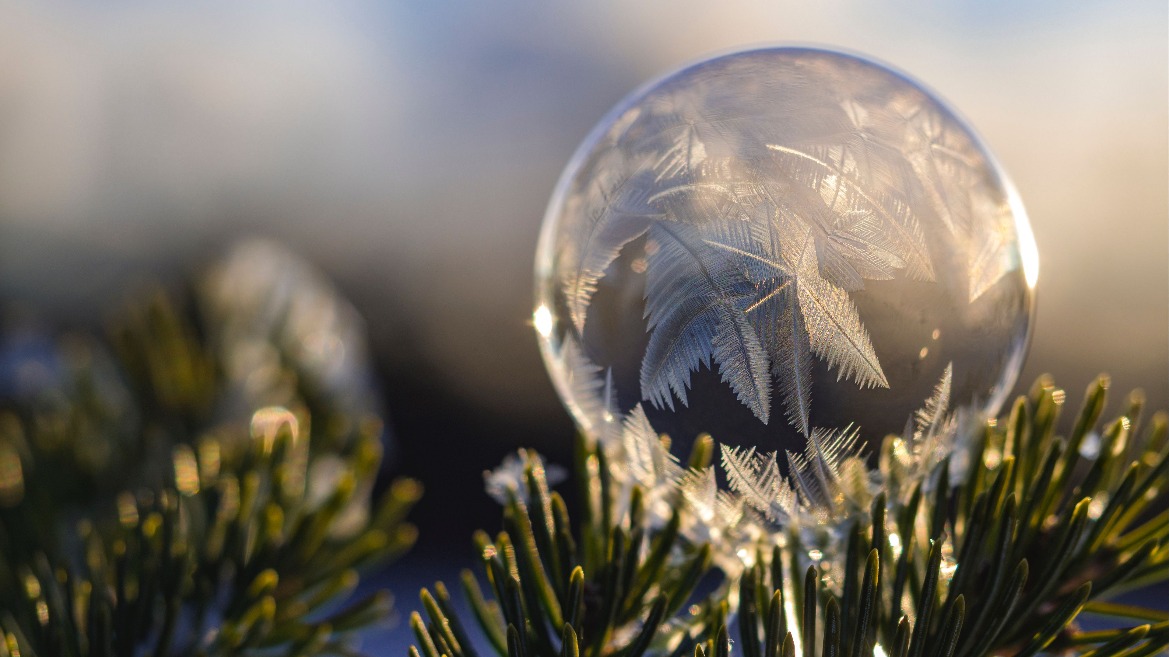 ball, hoarfrost, fir, branch, close-up, 4k, HD Wallpaper