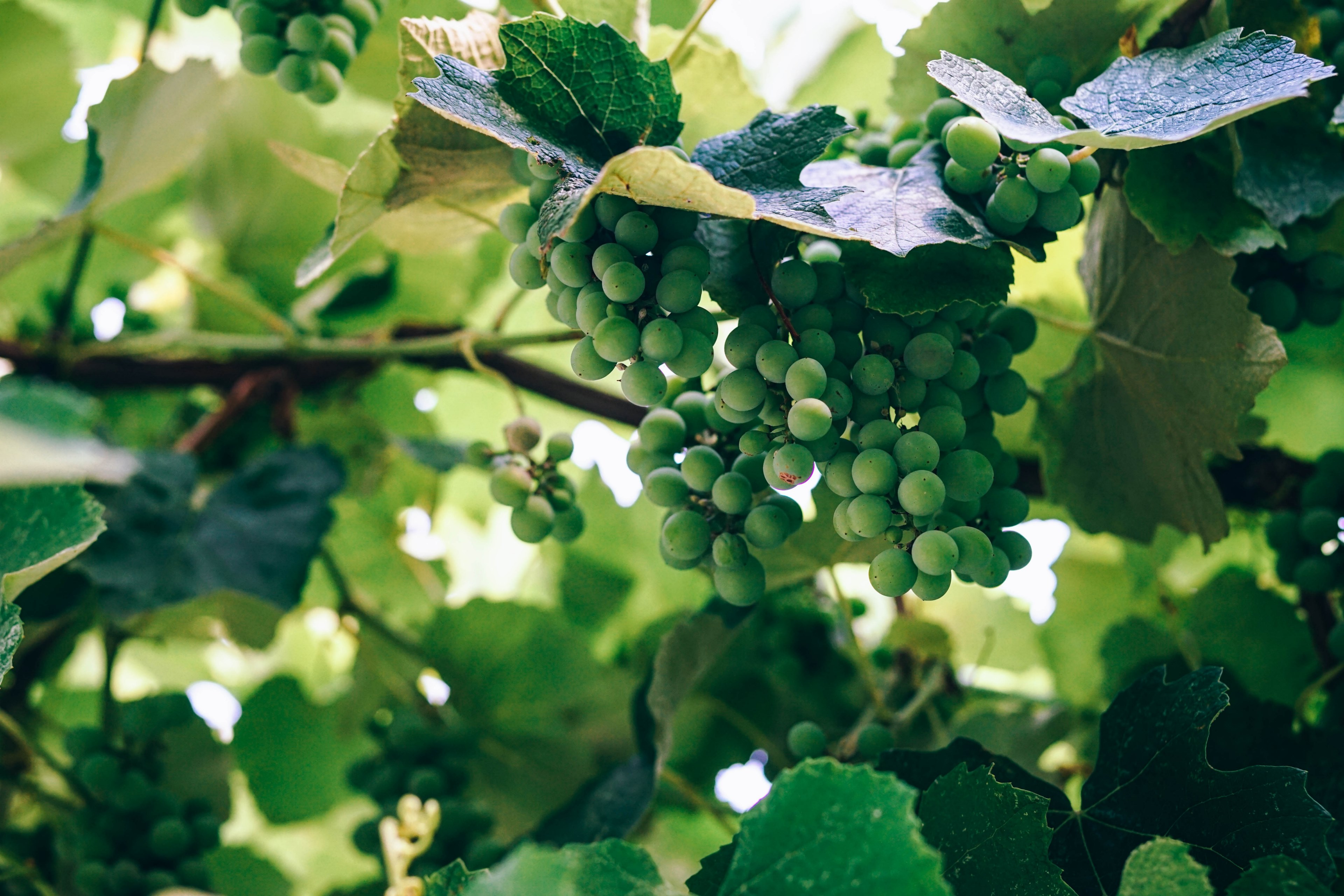 green berries grow on a leafy tree, green grapes 4k, HD Wallpaper