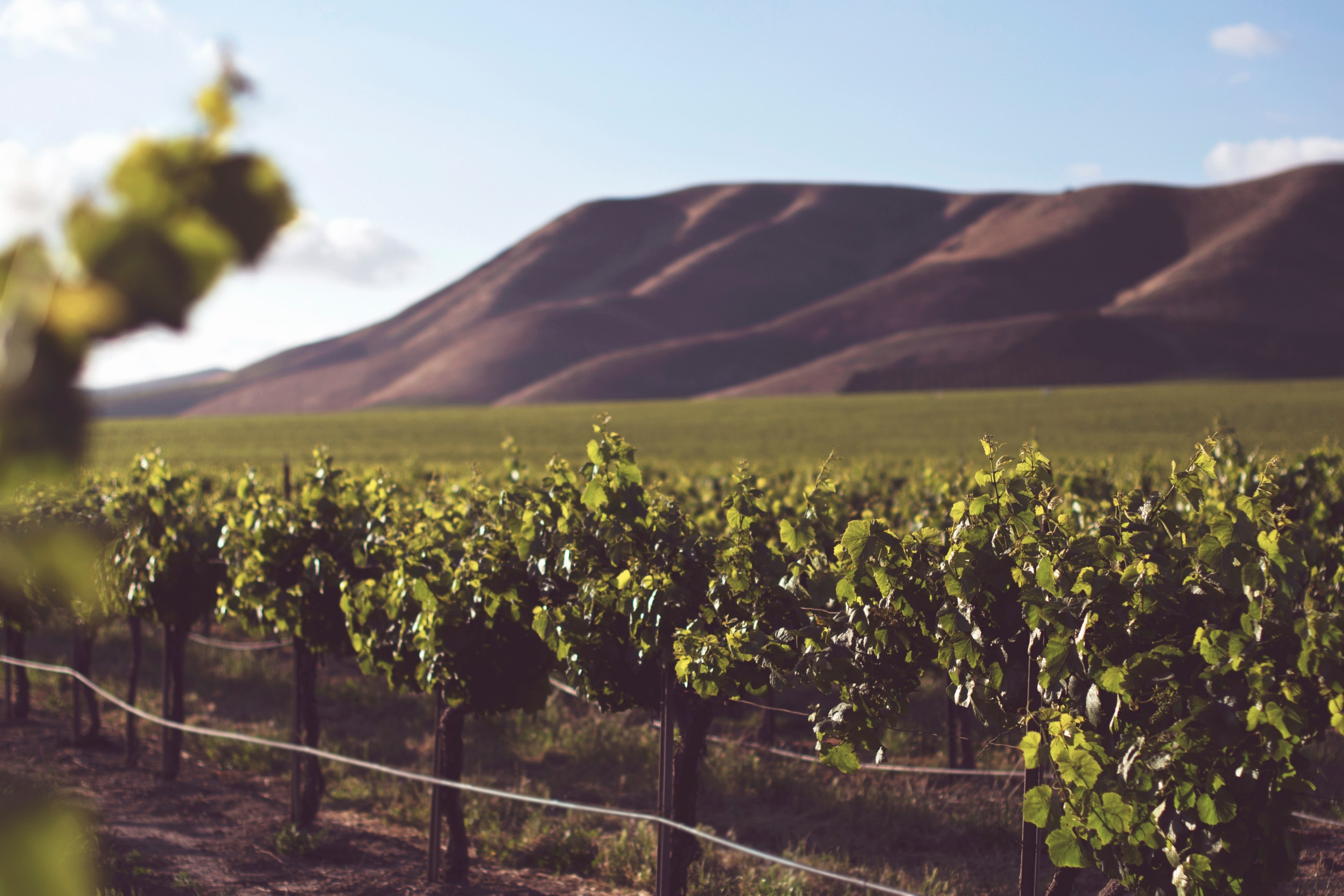 a vineyard with hills in the background, _vineyard and hills 4k, HD Wallpaper