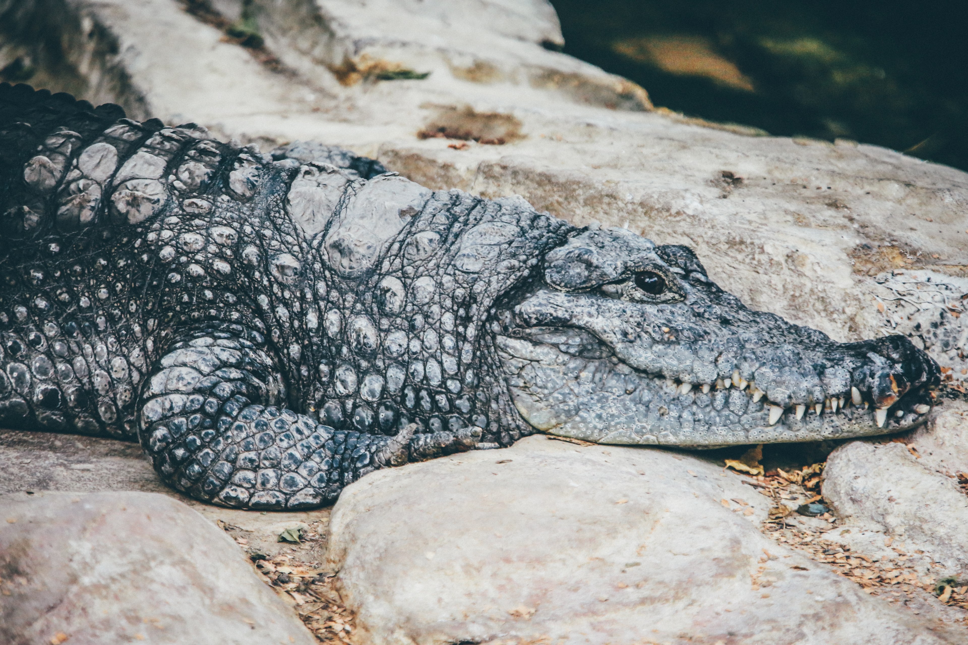 alligator reptile crocodile and rock 4k, HD Wallpaper