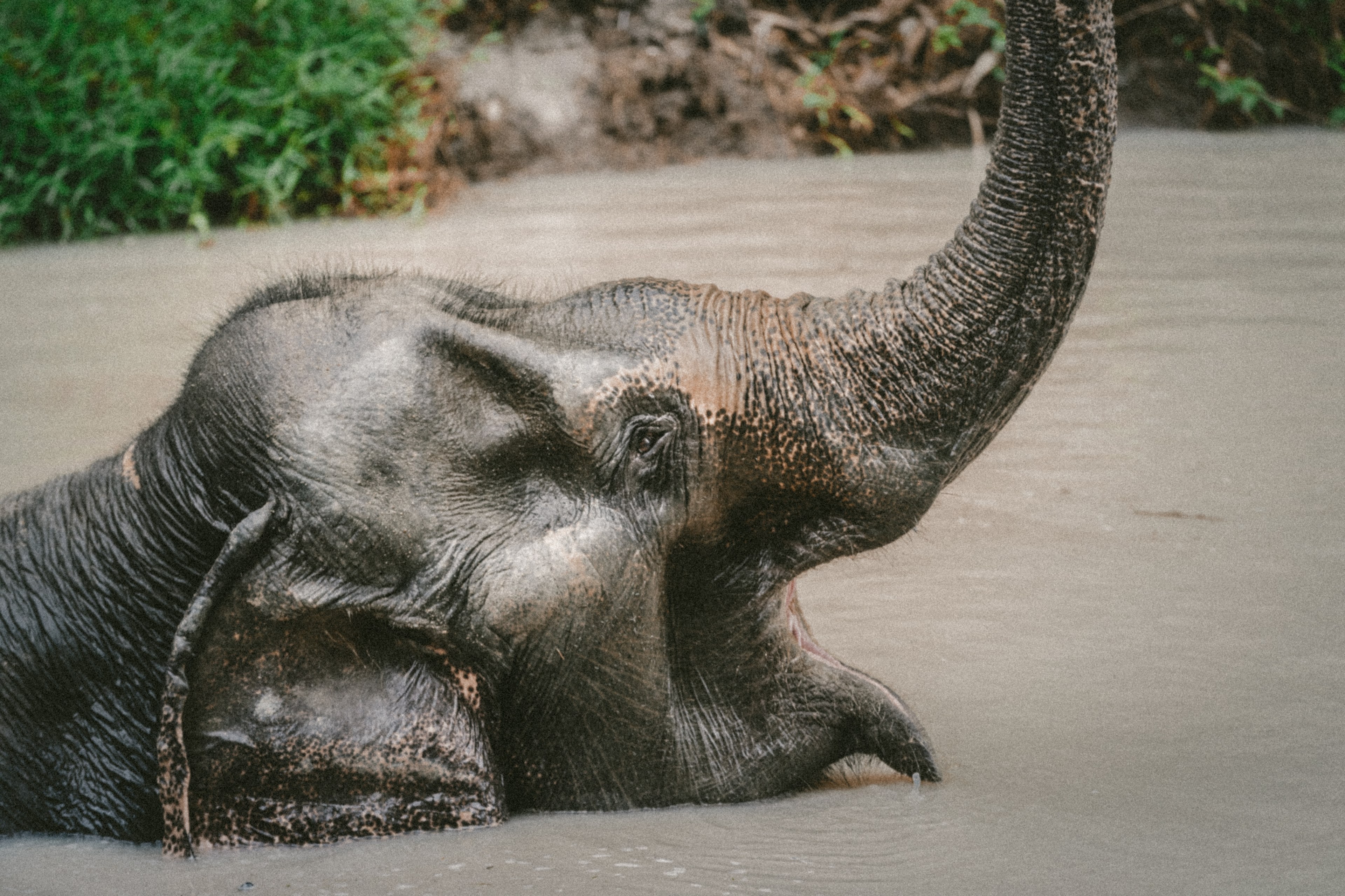 an elephant partially submerged in water, _playful giant 4k, HD Wallpaper