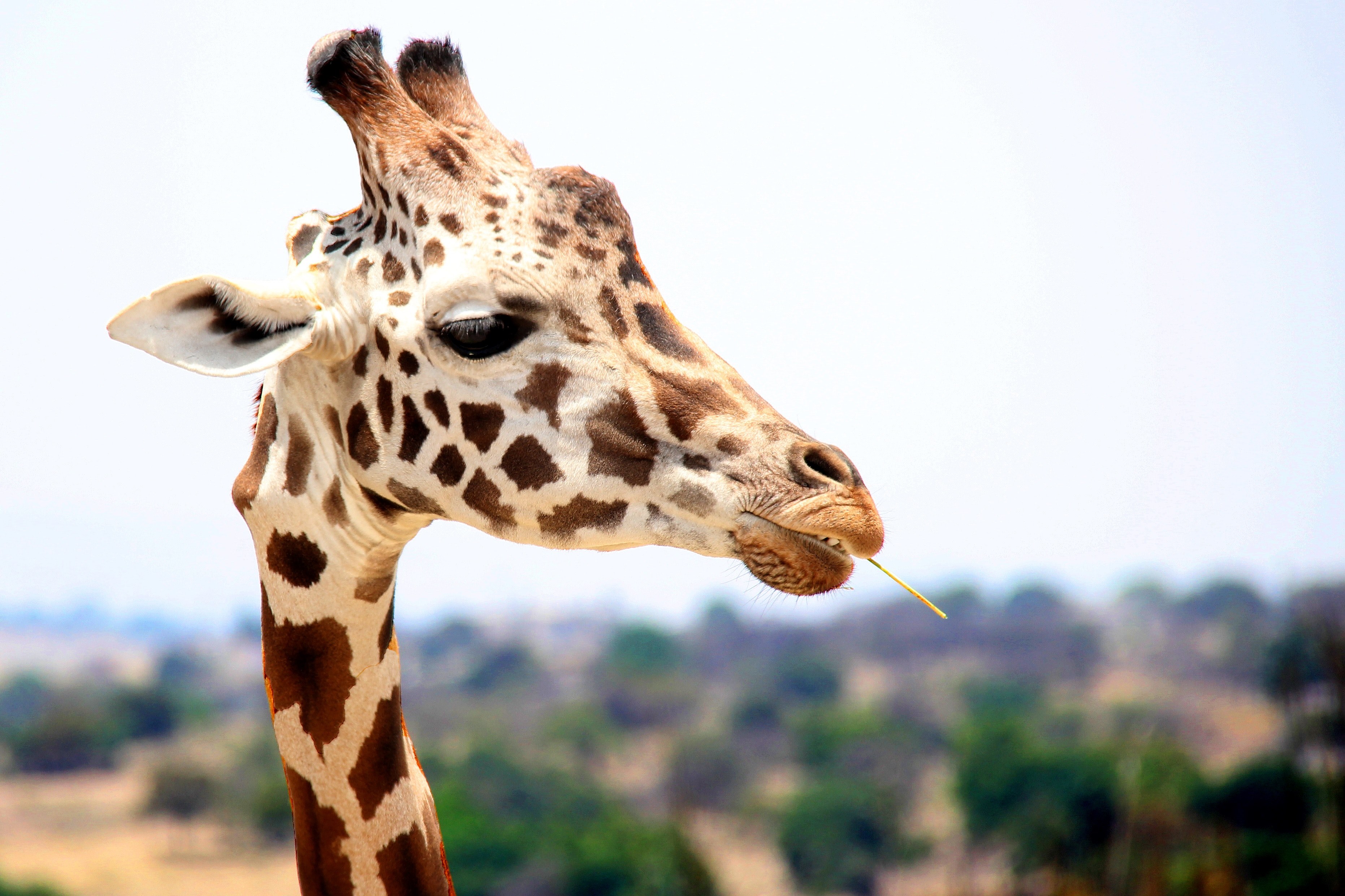 giraffe spot neck and wild 4k, HD Wallpaper