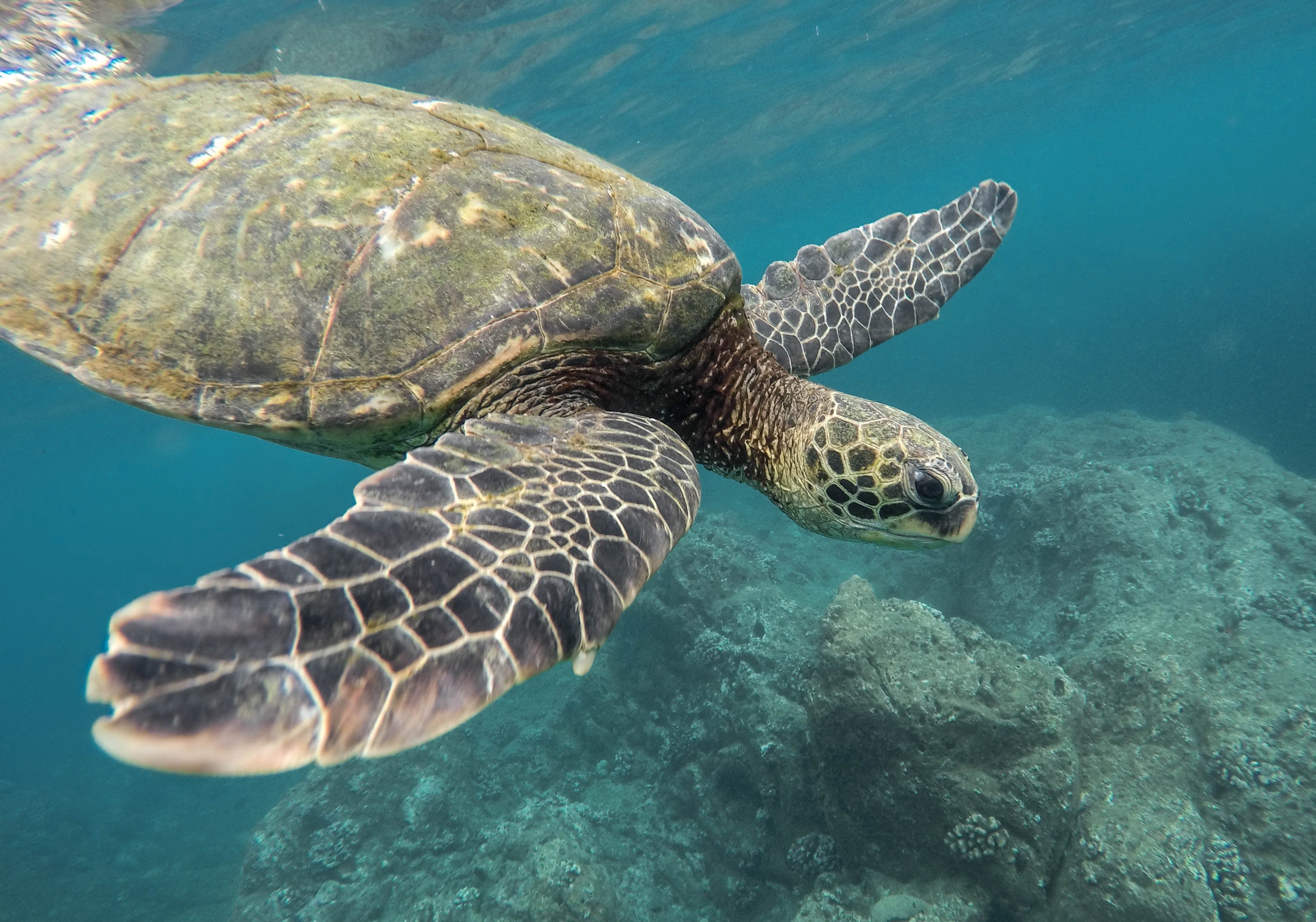 turtle ocean reef and underwater 4k, HD Wallpaper